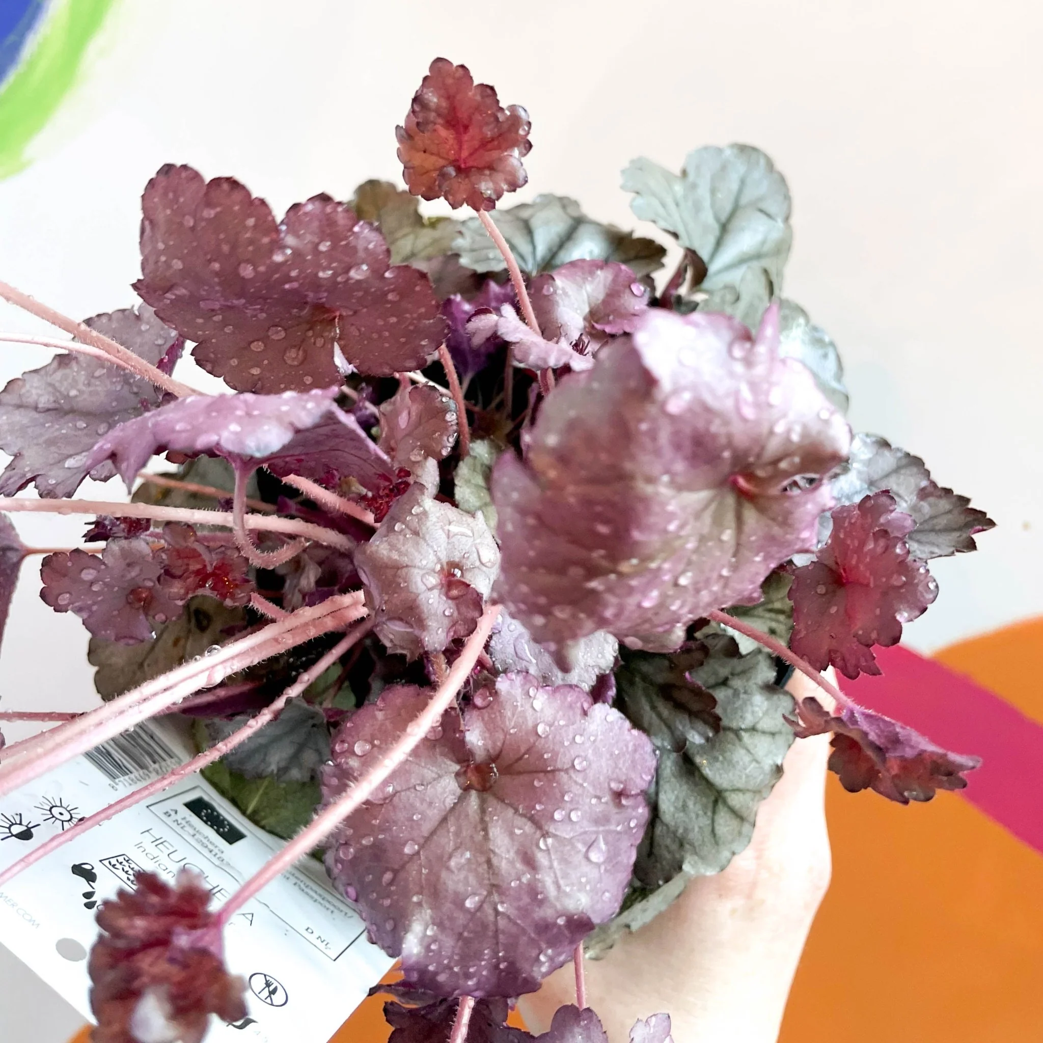 Coral Bells - Heuchera 'Indian Summer - Huckleberry'- Herbaceous Perennial - Image 2