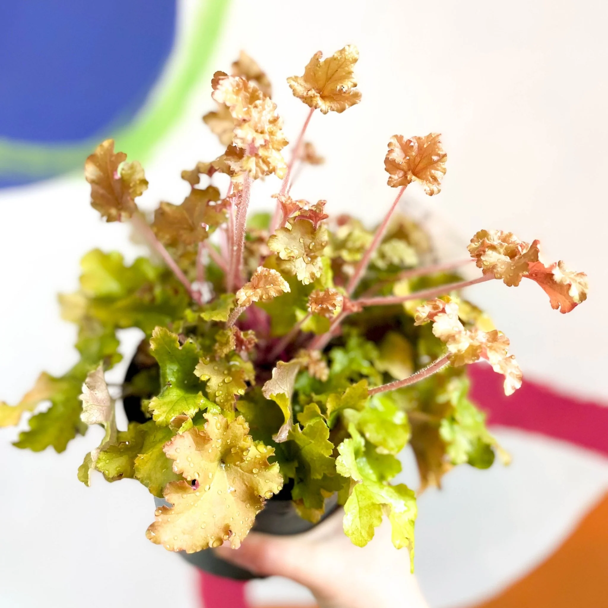 Coral Bells - Heuchera 'Indian Summer - Marmelade'- Herbaceous Perennial - Image 3
