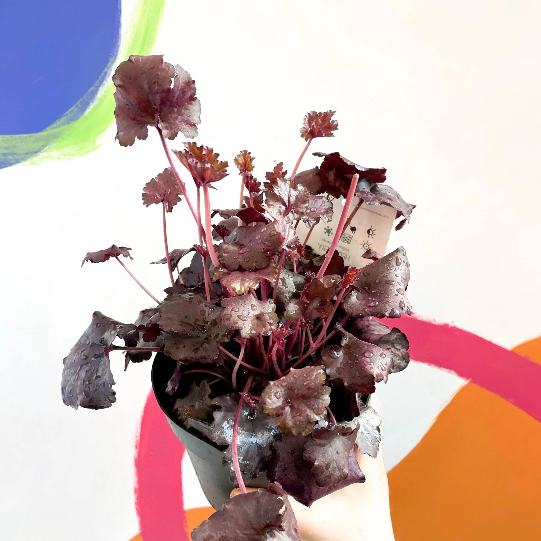 Coral Bells - Heuchera 'Indian Summer - Mulberry'- Herbaceous Perennial