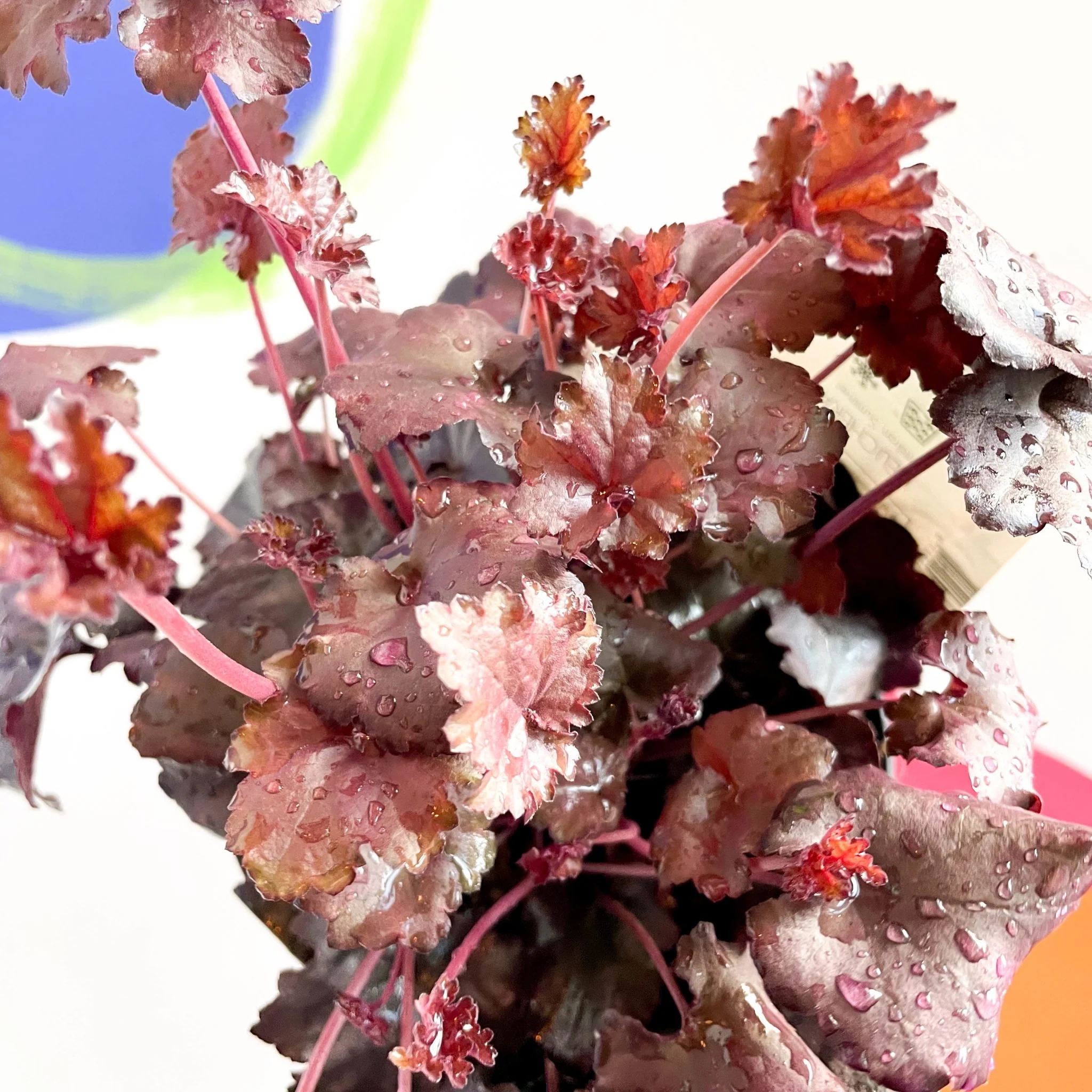 Coral Bells - Heuchera 'Indian Summer - Mulberry'- Herbaceous Perennial - Image 2