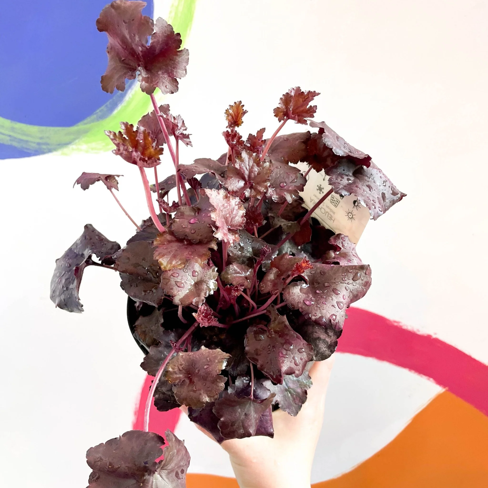 Coral Bells - Heuchera 'Indian Summer - Mulberry'- Herbaceous Perennial - Image 3