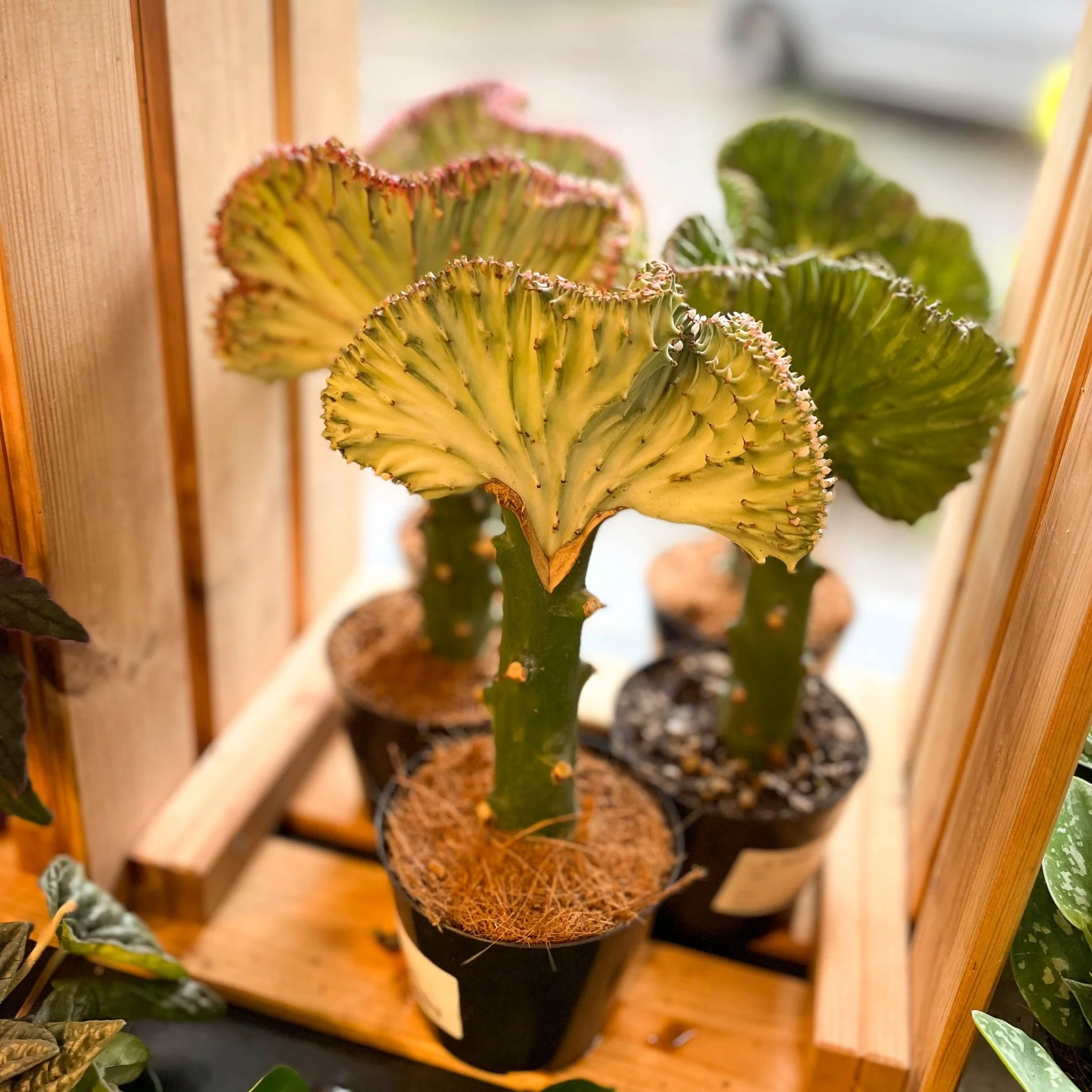Euphorbia cristata - Coral Cactus