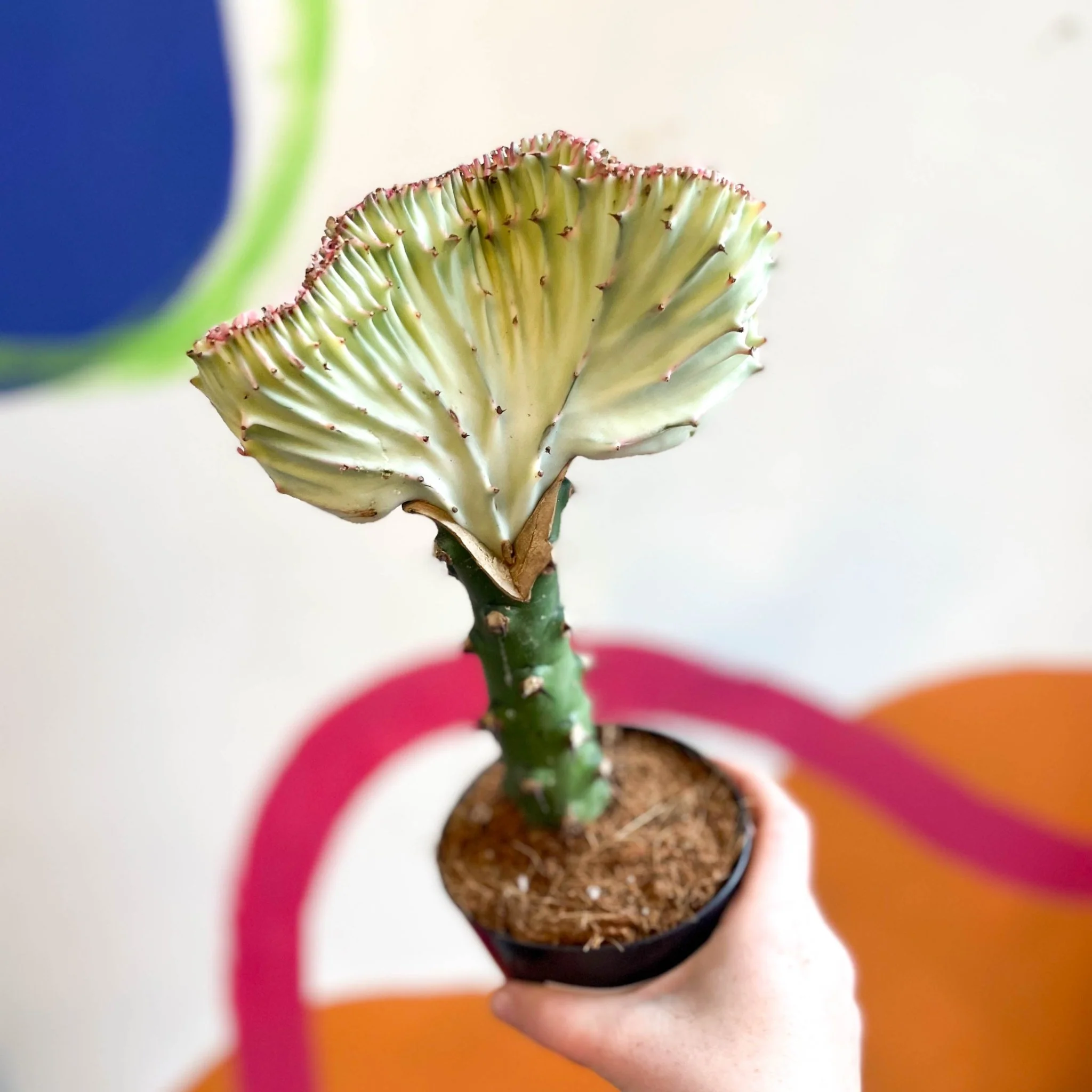 Euphorbia cristata - Coral Cactus - Image 10