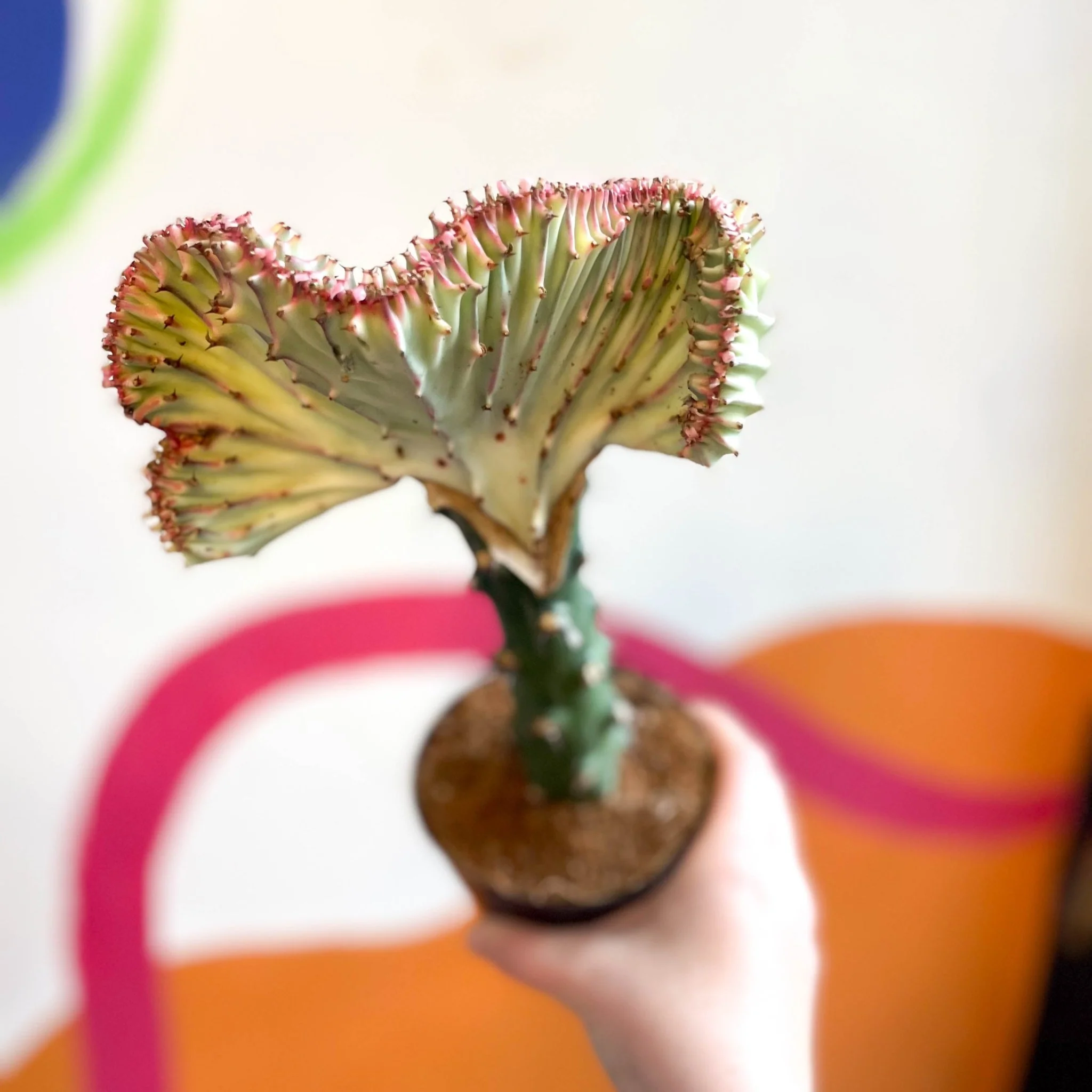 Euphorbia cristata - Coral Cactus - Image 11