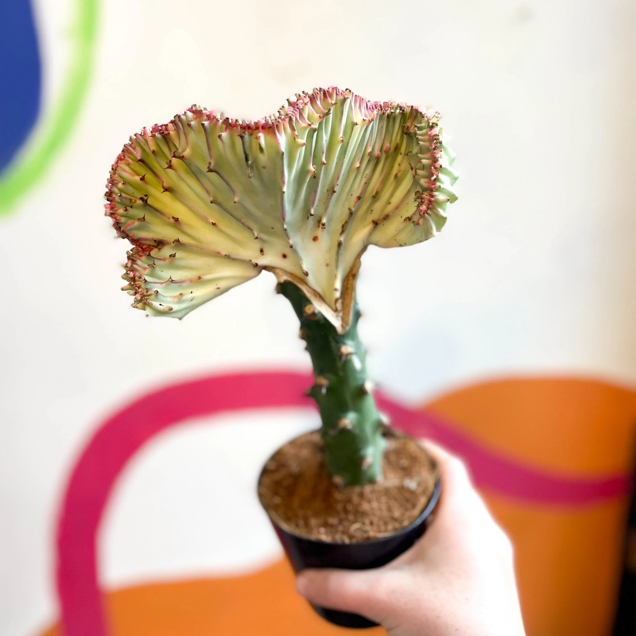 Euphorbia cristata - Coral Cactus - Image 12