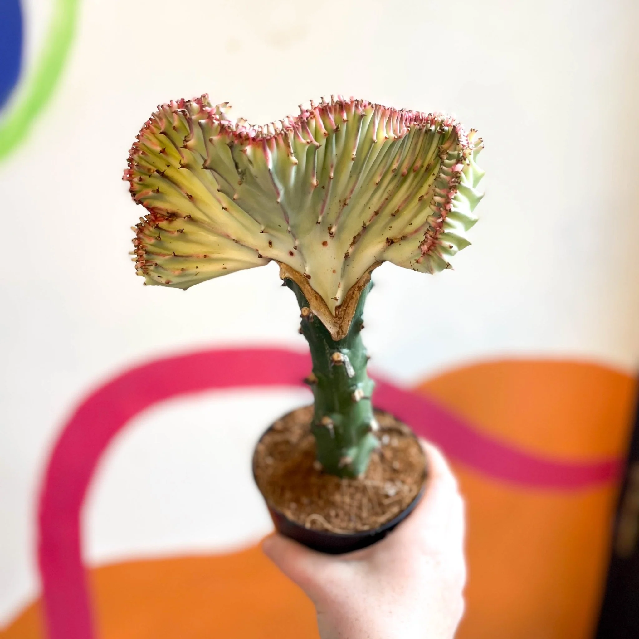 Euphorbia cristata - Coral Cactus - Image 13