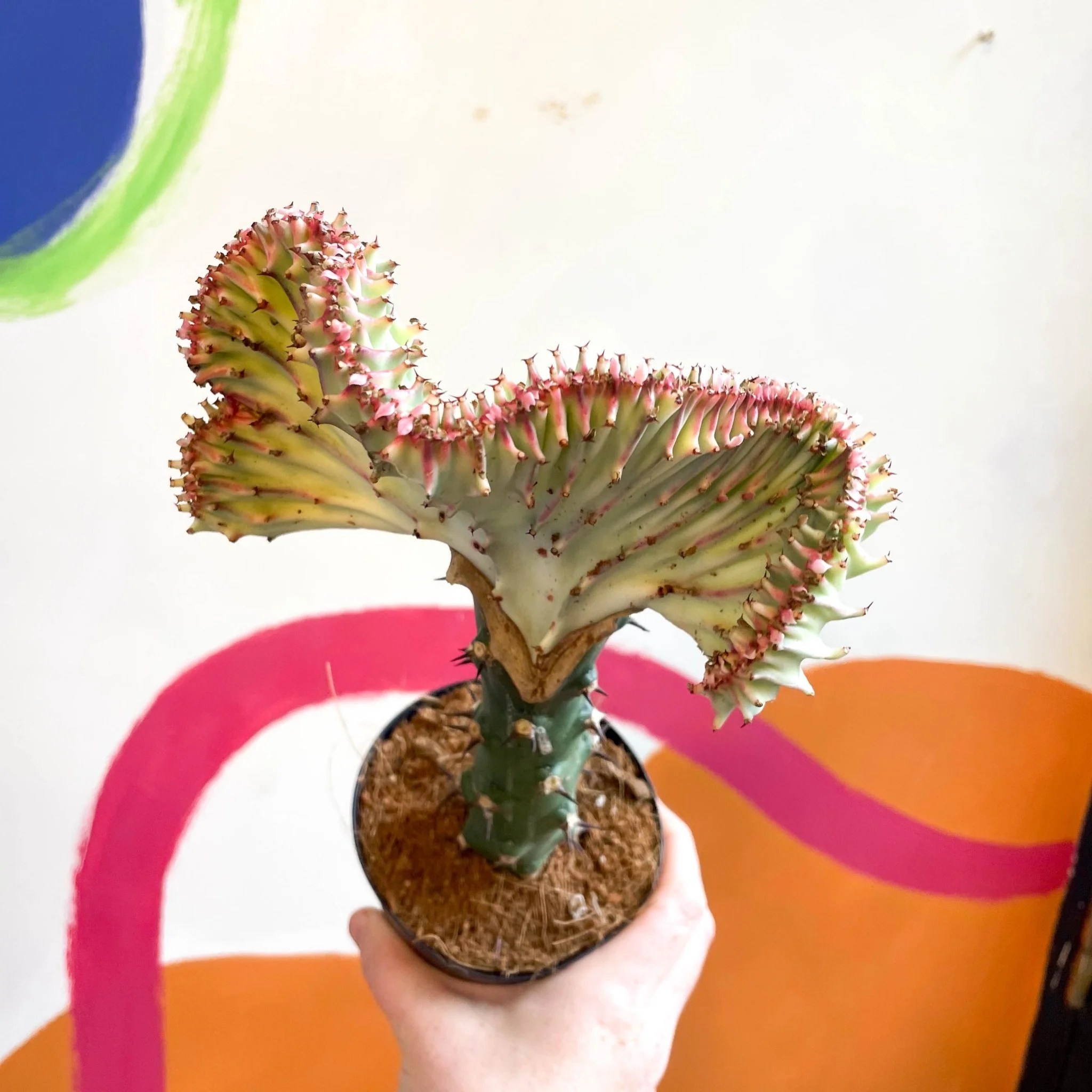 Euphorbia cristata - Coral Cactus - Image 14