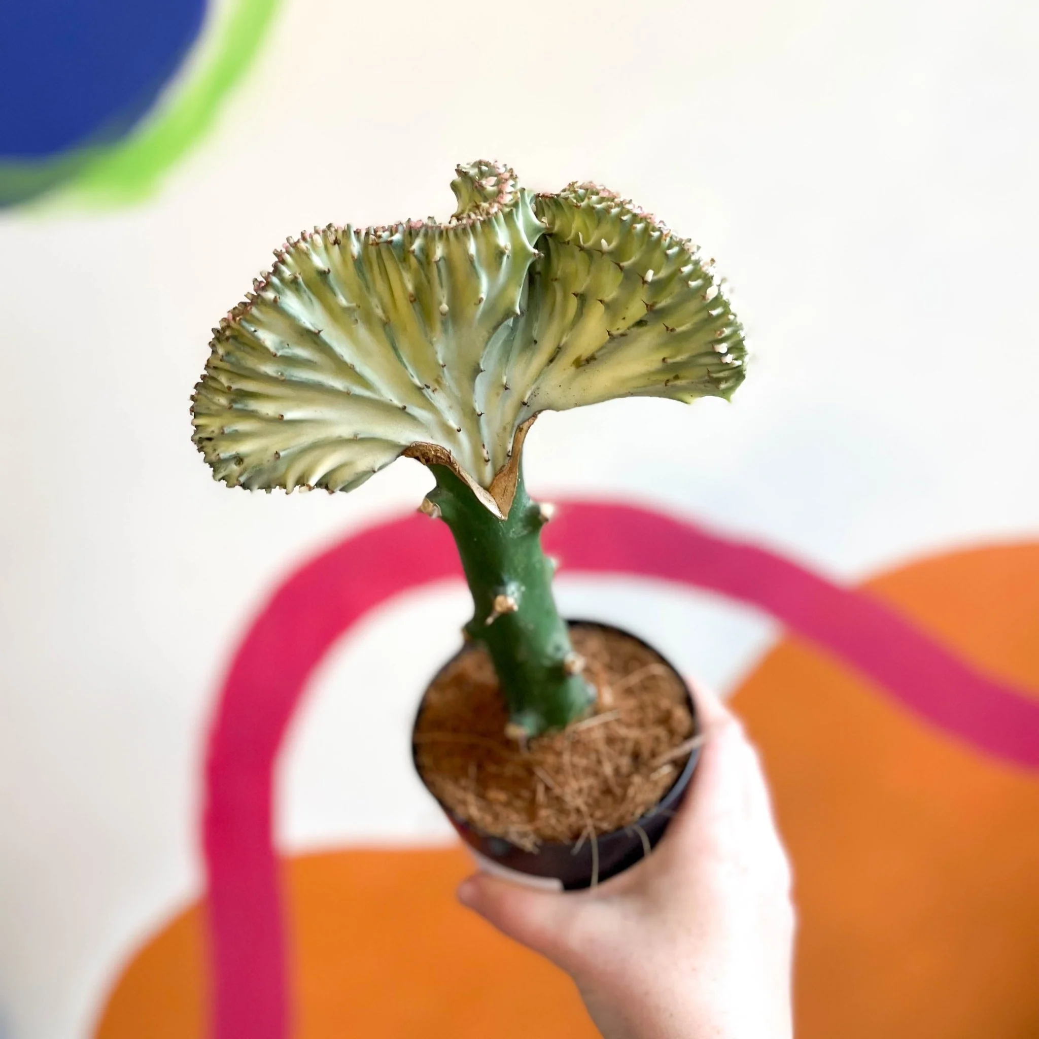 Euphorbia cristata - Coral Cactus - Image 15