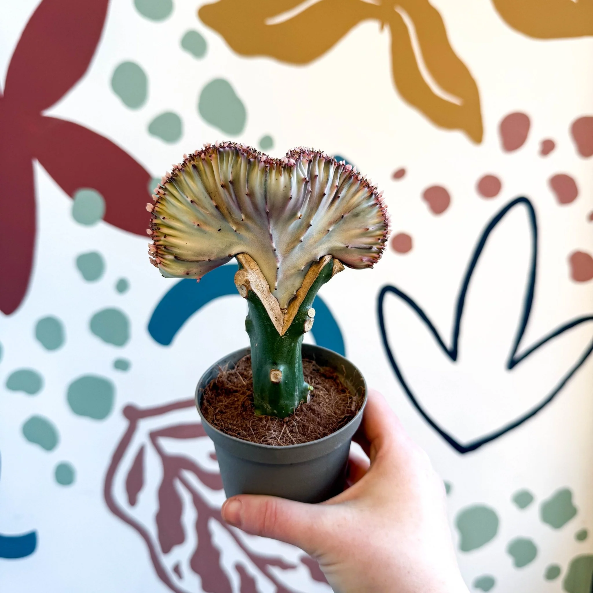 Euphorbia cristata - Coral Cactus - Image 2