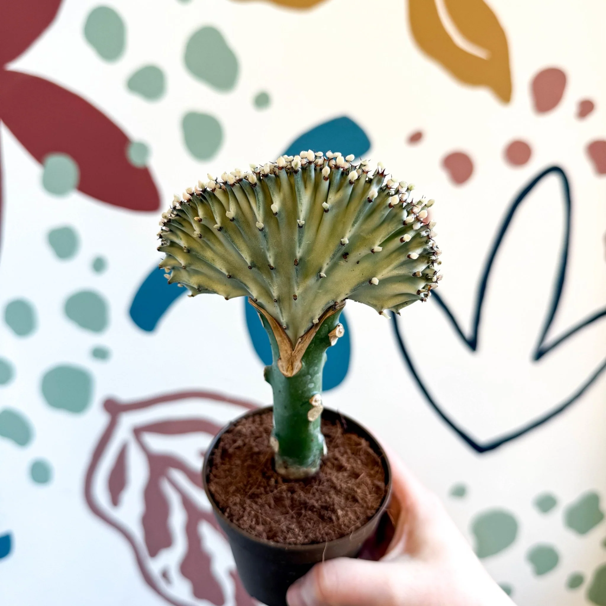 Euphorbia cristata - Coral Cactus - Image 3