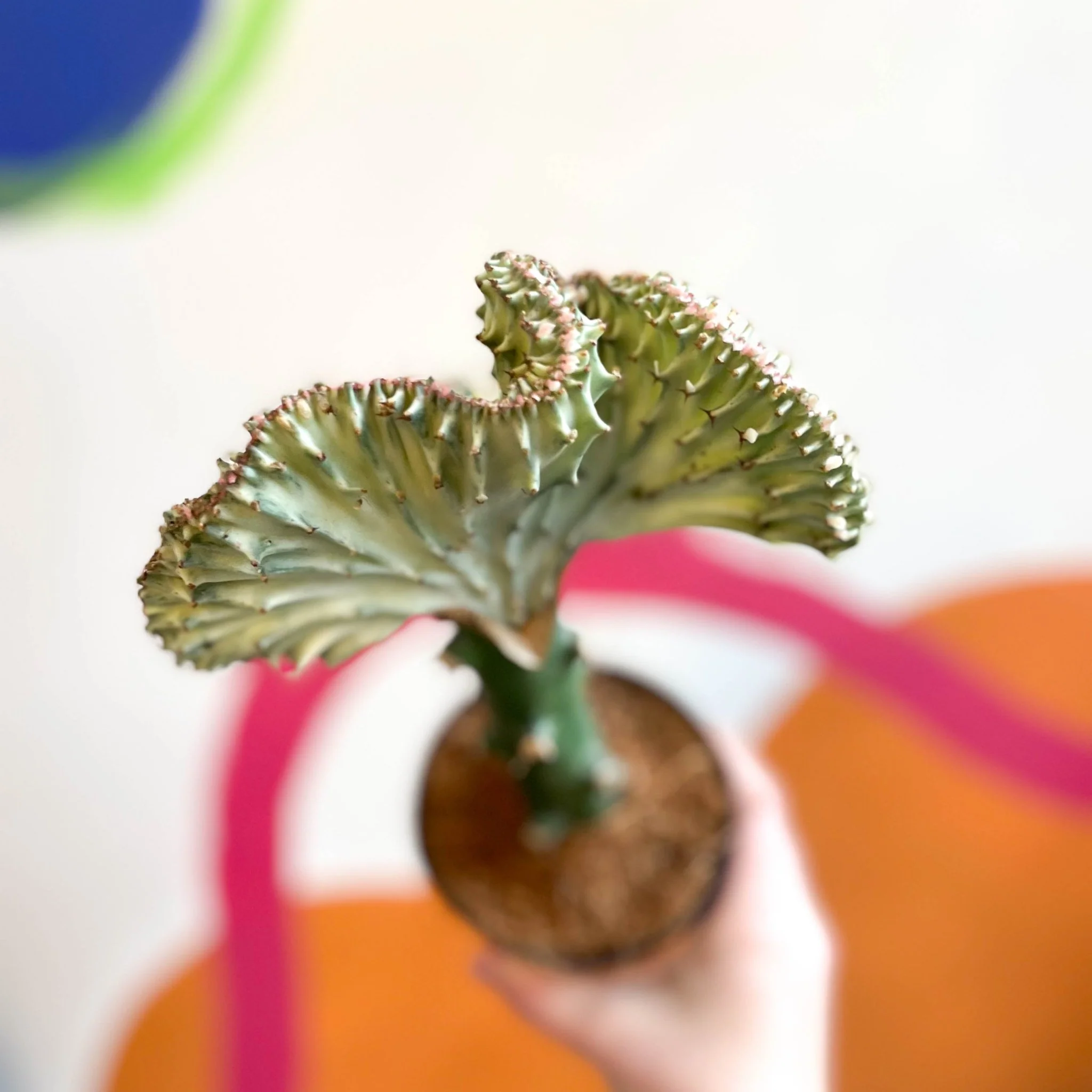Euphorbia cristata - Coral Cactus - Image 4
