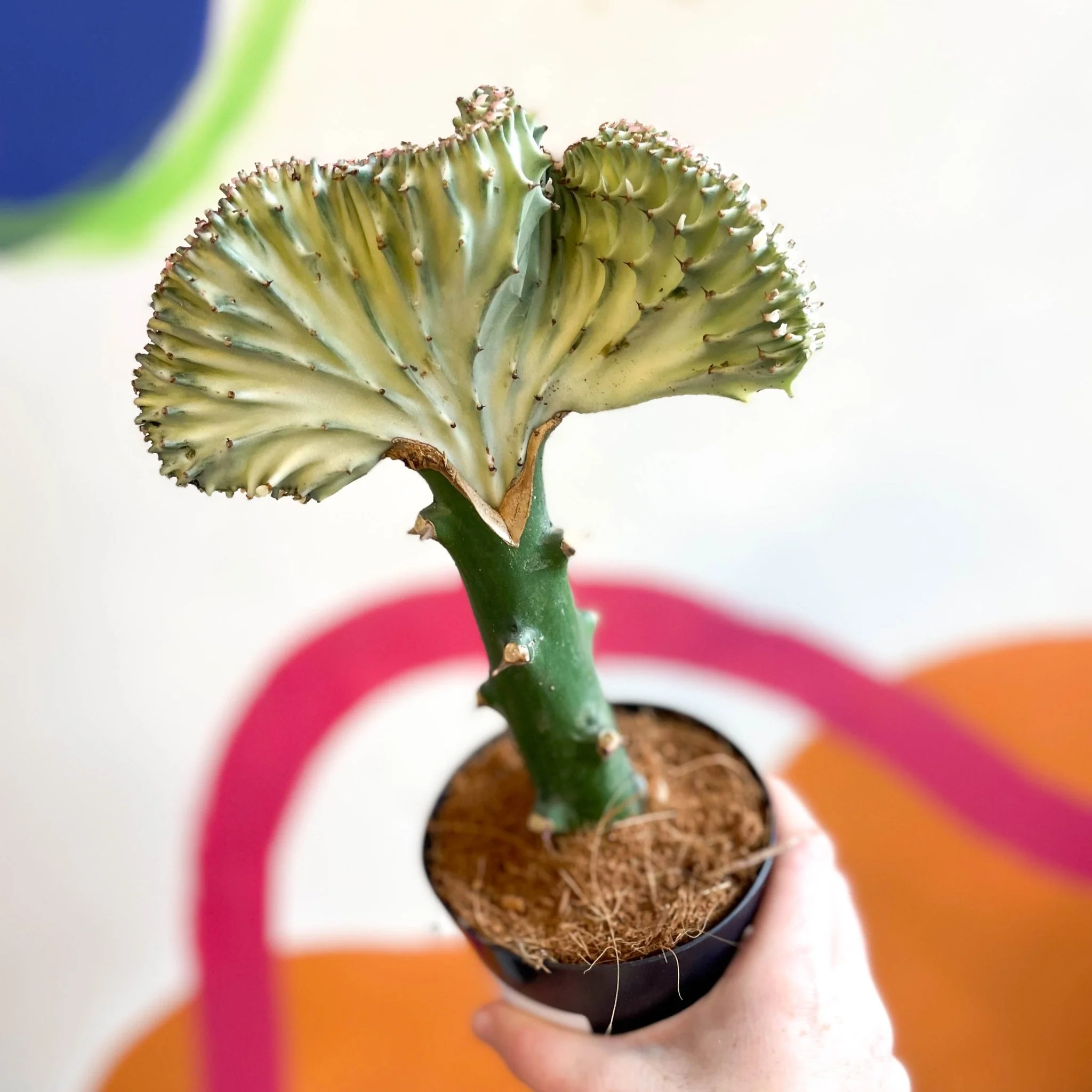 Euphorbia cristata - Coral Cactus - Image 5