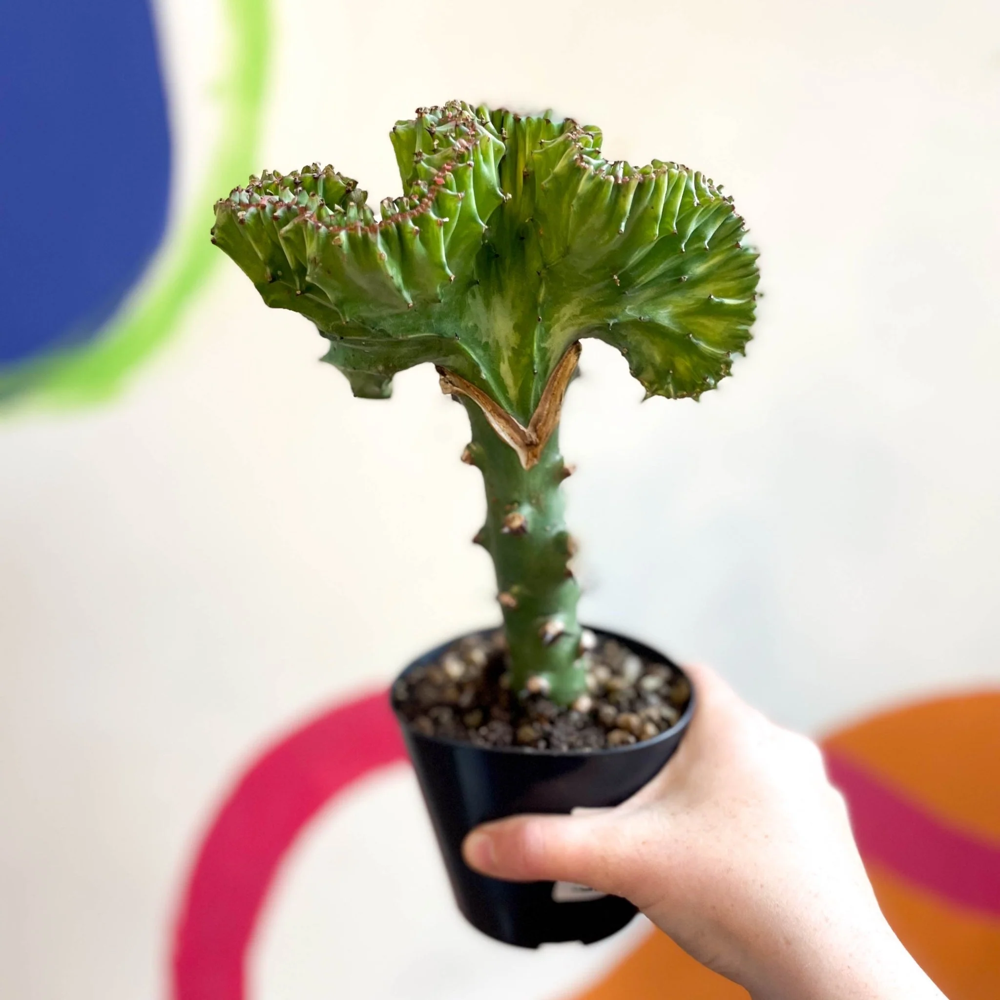 Euphorbia cristata - Coral Cactus - Image 6