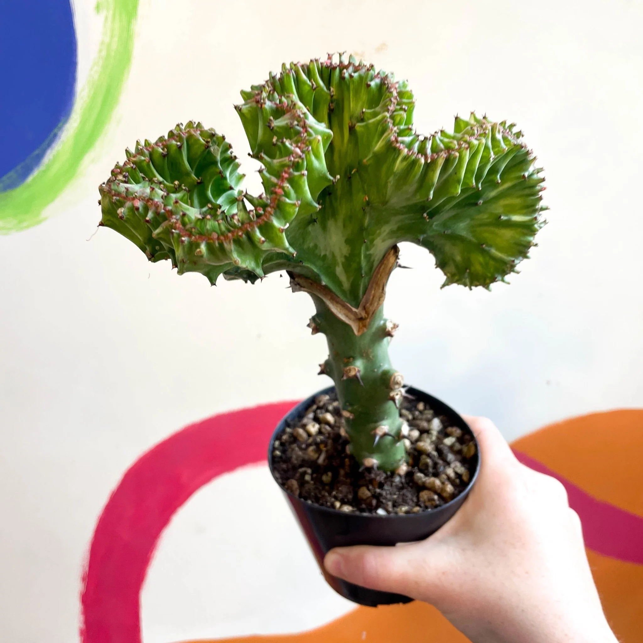 Euphorbia cristata - Coral Cactus - Image 7