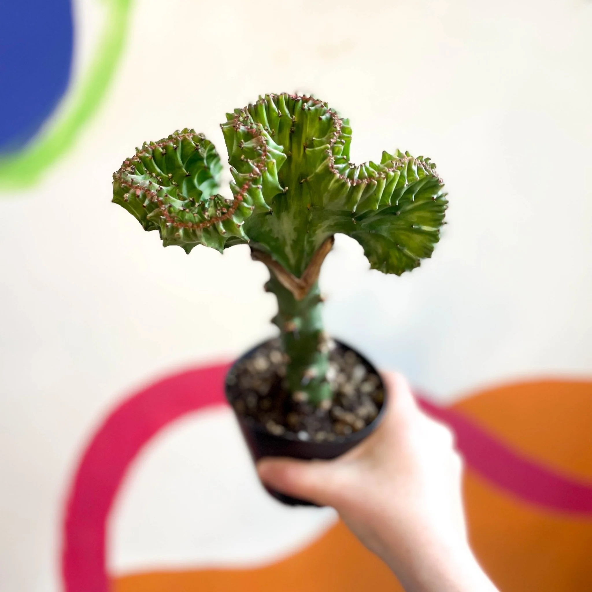 Euphorbia cristata - Coral Cactus - Image 8