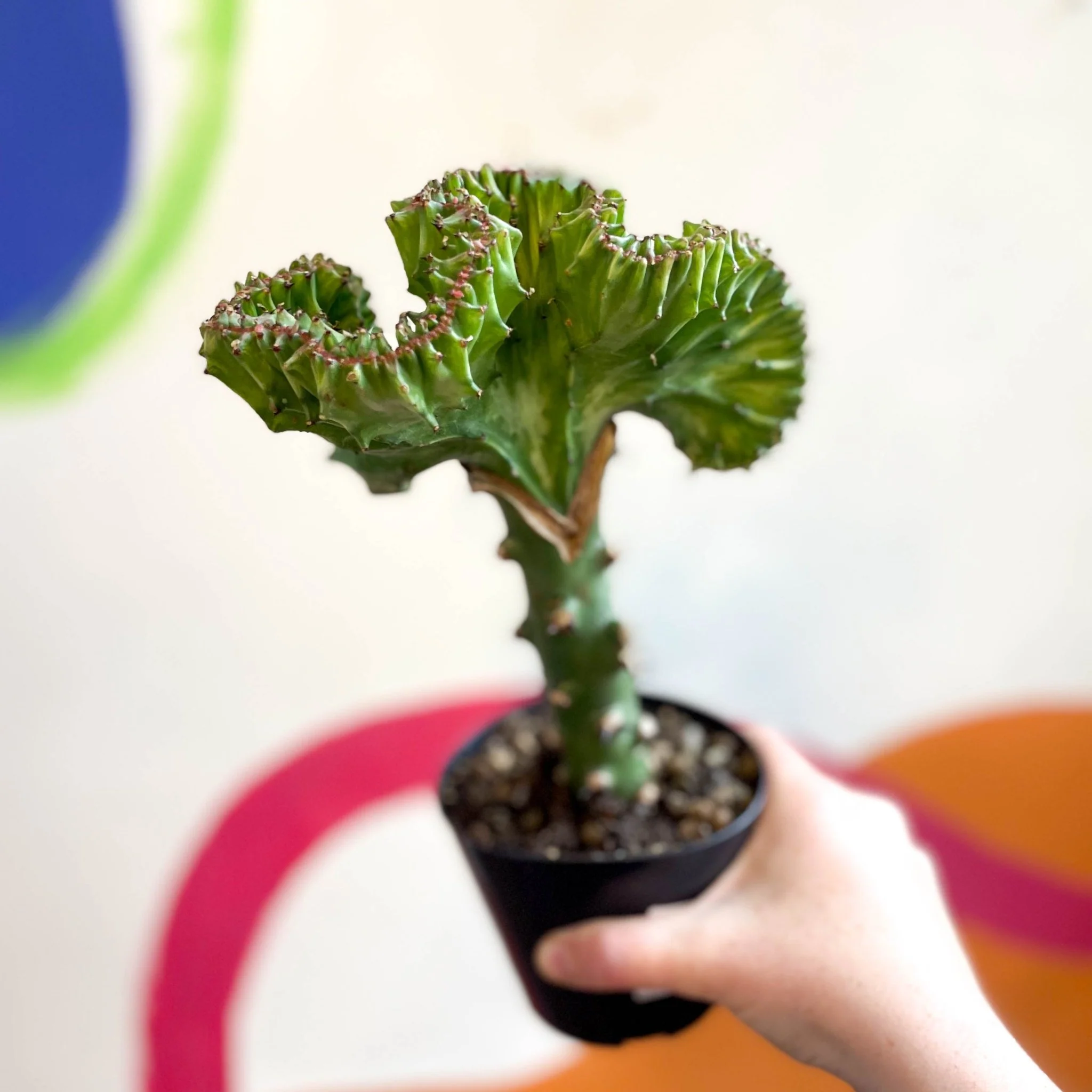 Euphorbia cristata - Coral Cactus - Image 9