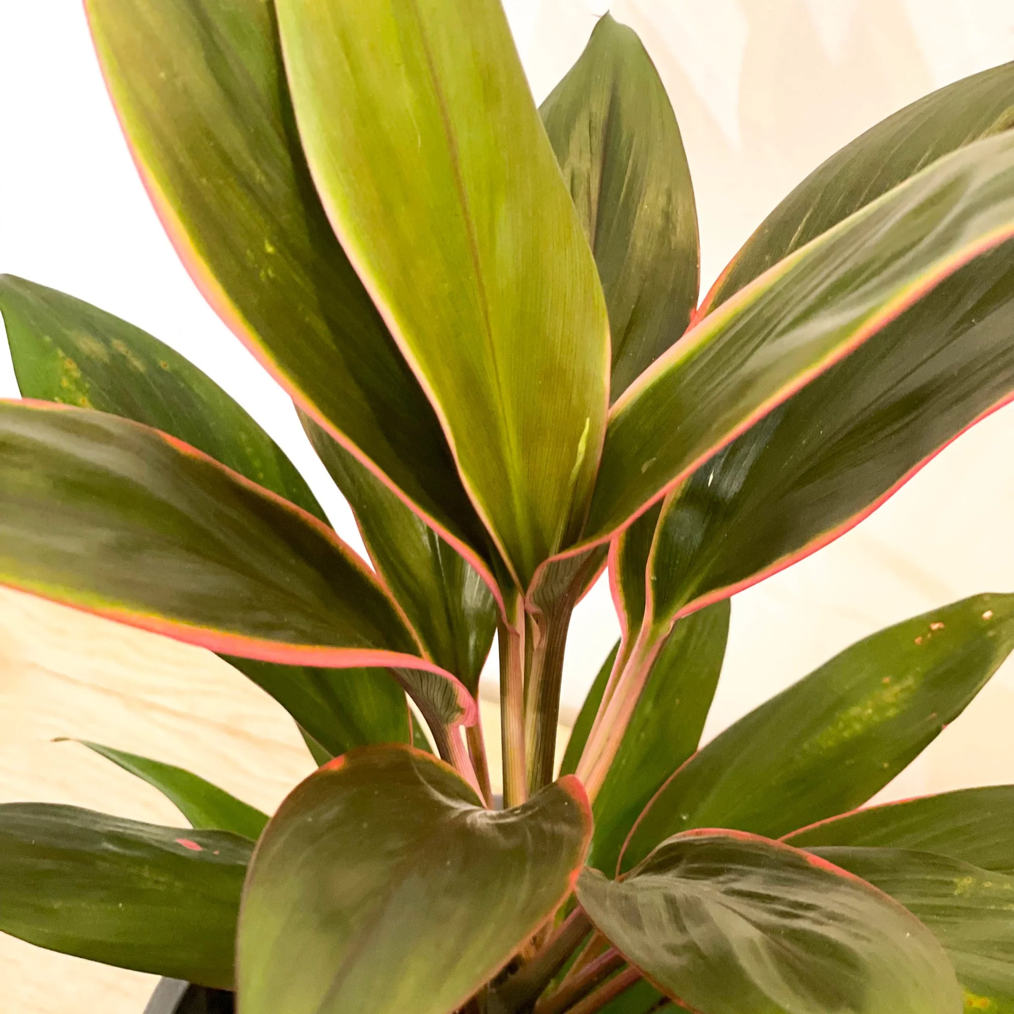 Good Luck Plant - Cordyline fruticosa 'Pink Diamond' - Image 2