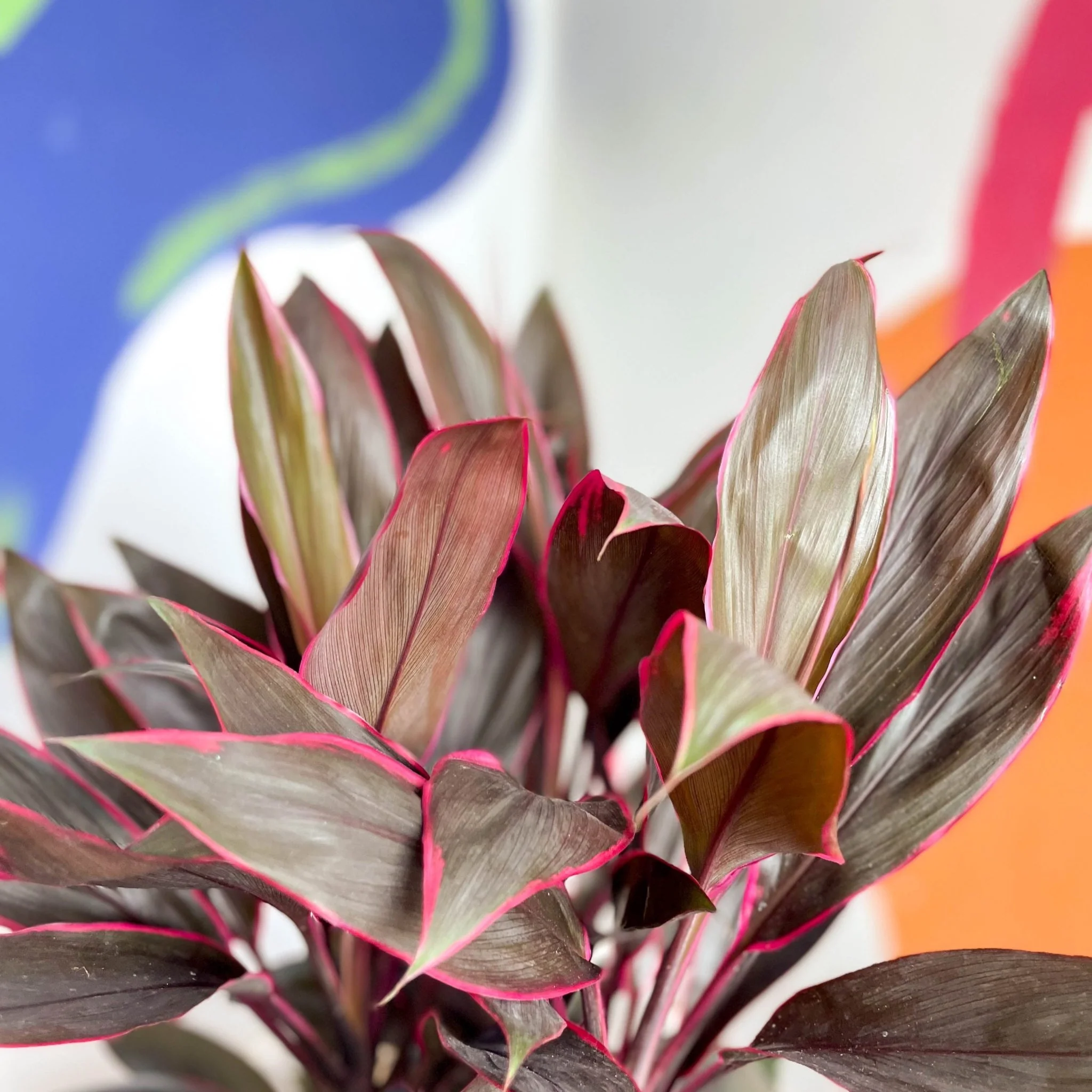 Cordyline fruticosa 'Tango'