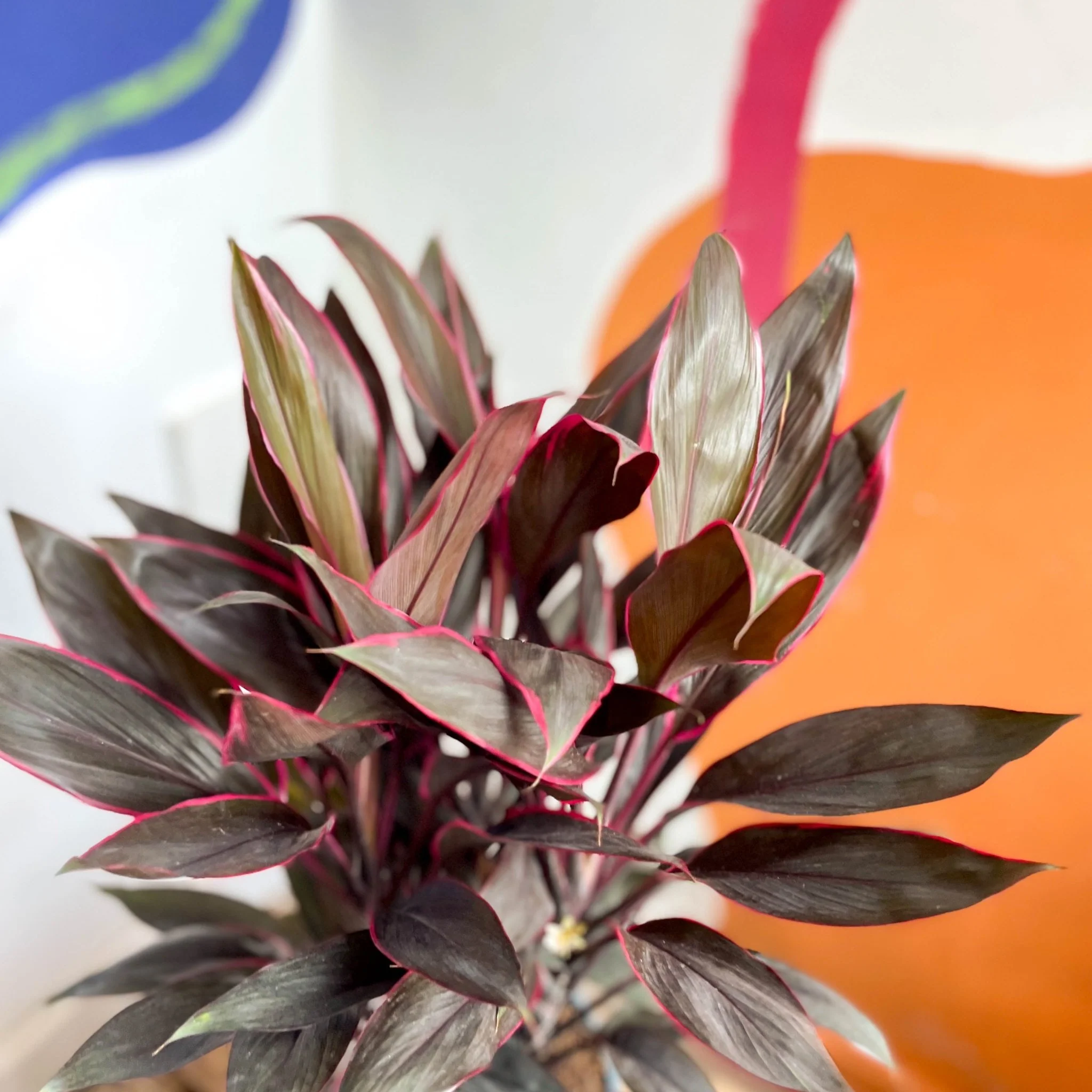 Cordyline fruticosa 'Tango' - Image 10