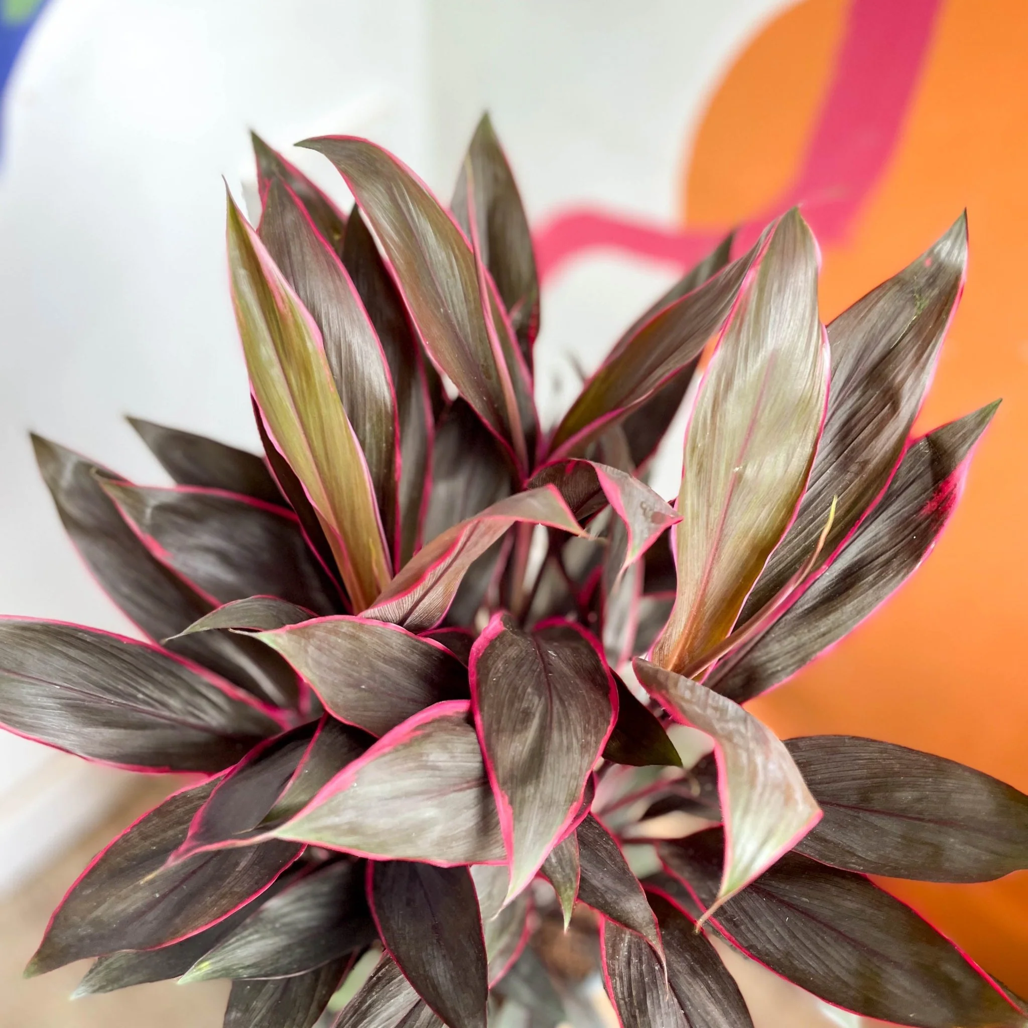 Cordyline fruticosa 'Tango' - Image 11