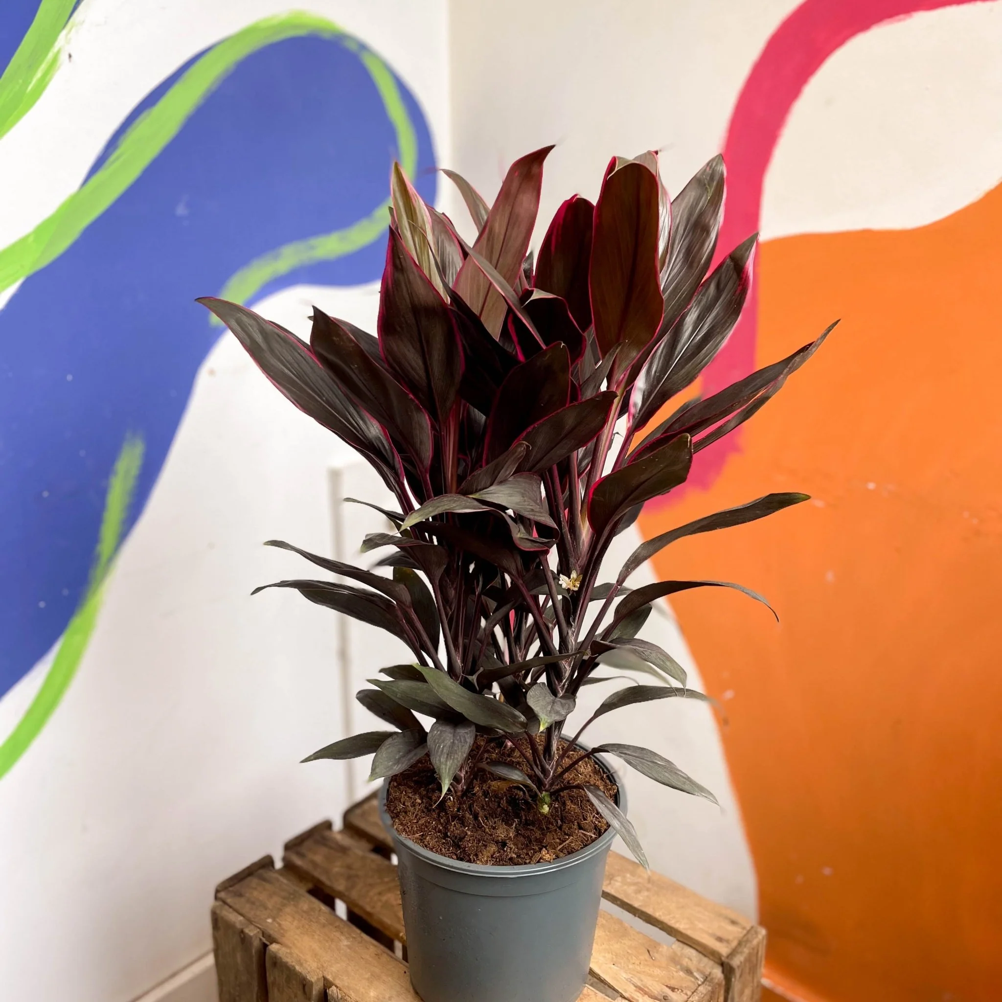 Cordyline fruticosa 'Tango' - Image 12