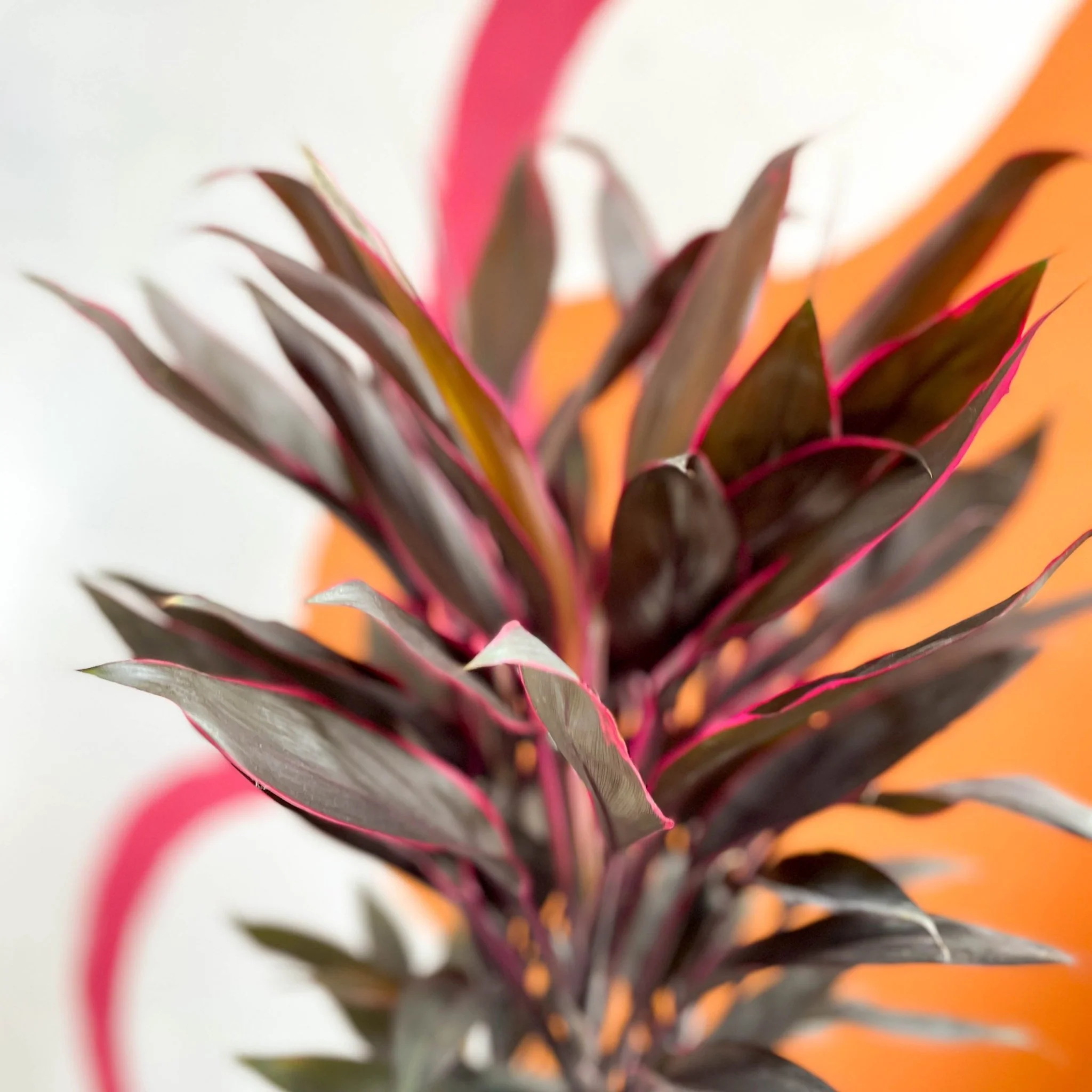 Cordyline fruticosa 'Tango' - Image 2