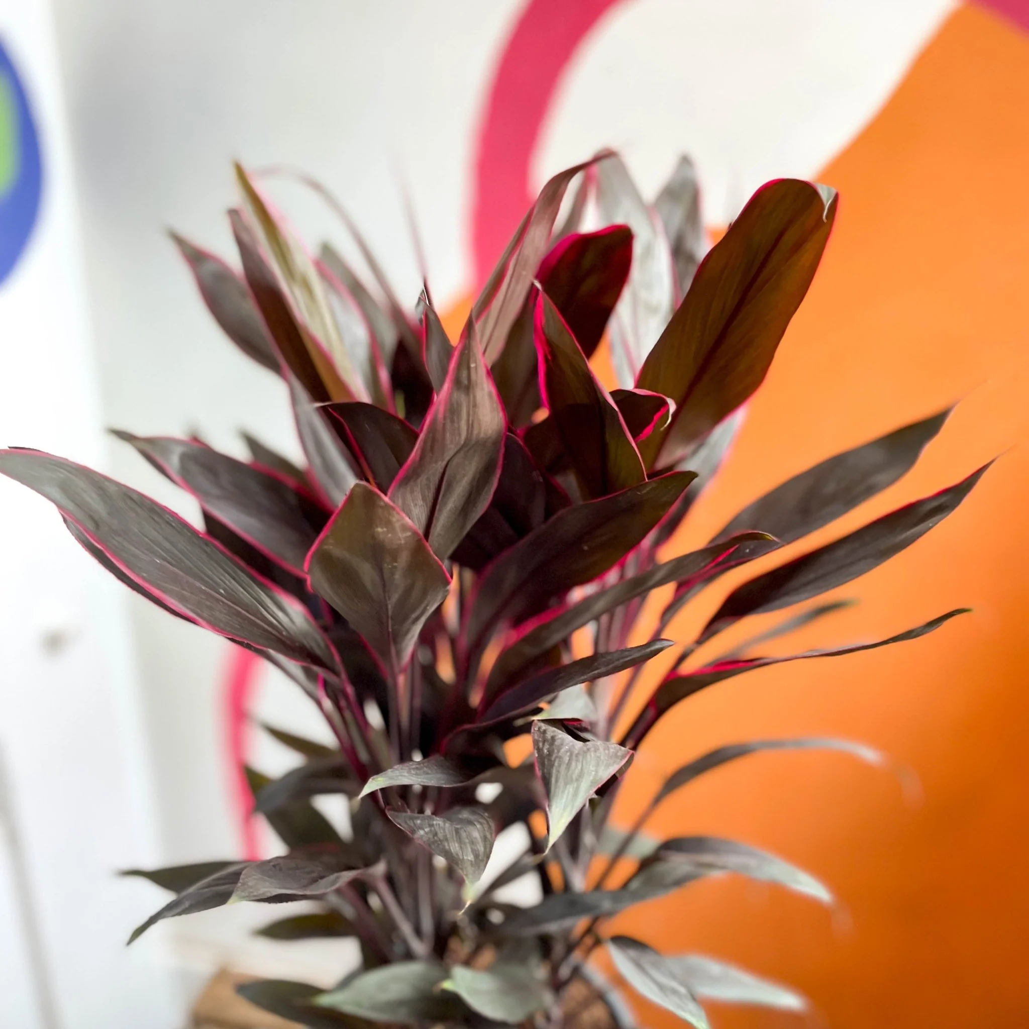 Cordyline fruticosa 'Tango' - Image 3