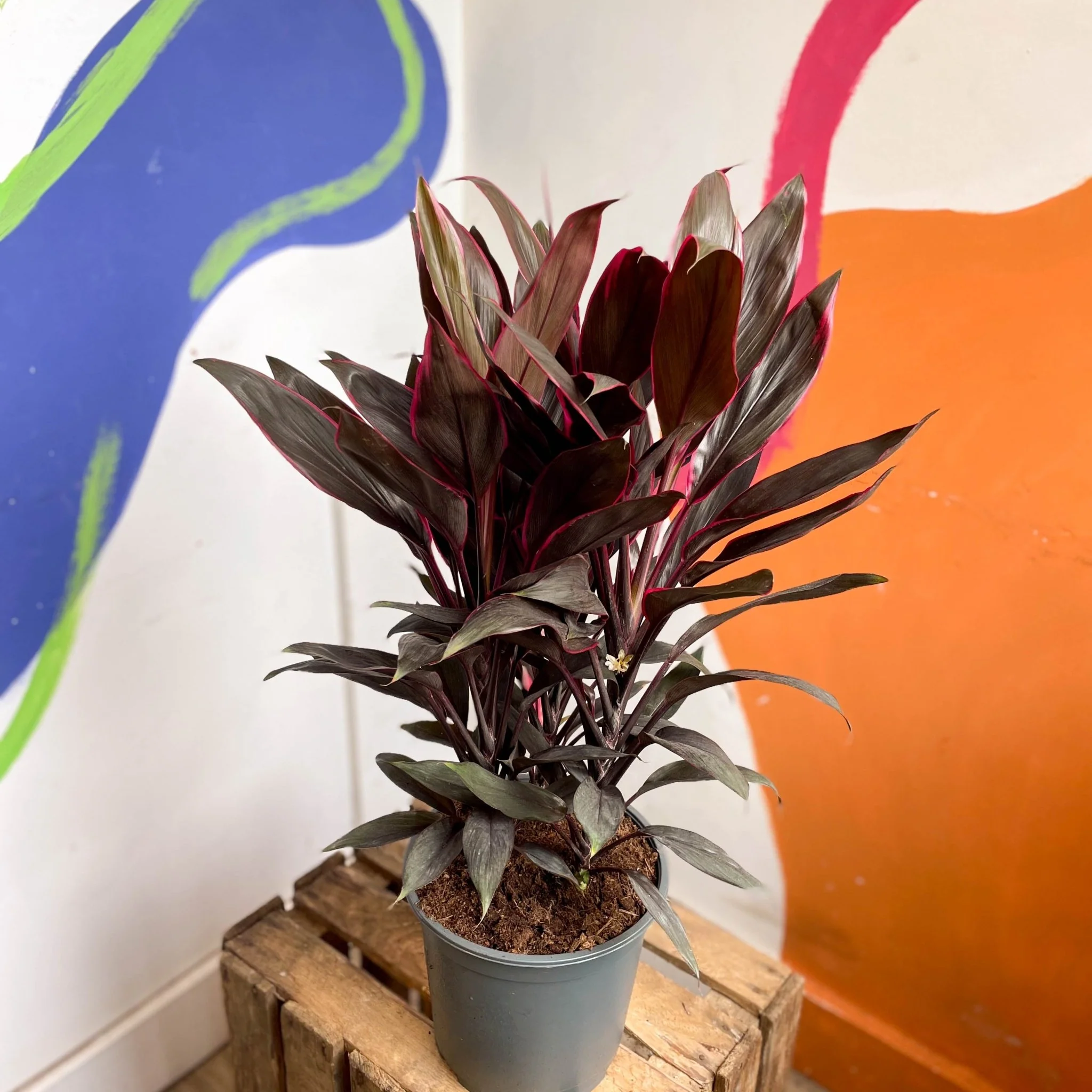 Cordyline fruticosa 'Tango' - Image 4