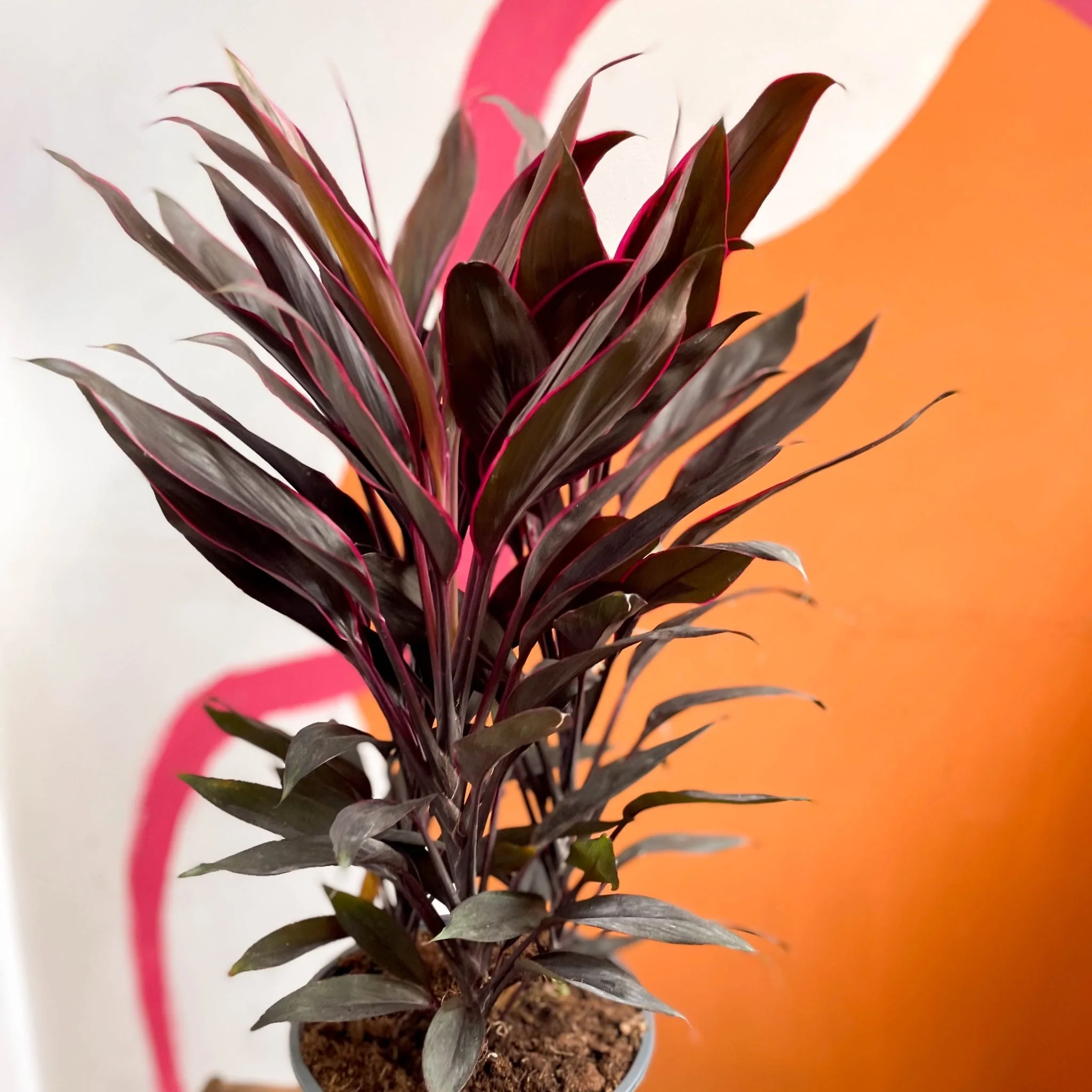 Cordyline fruticosa 'Tango' - Image 5