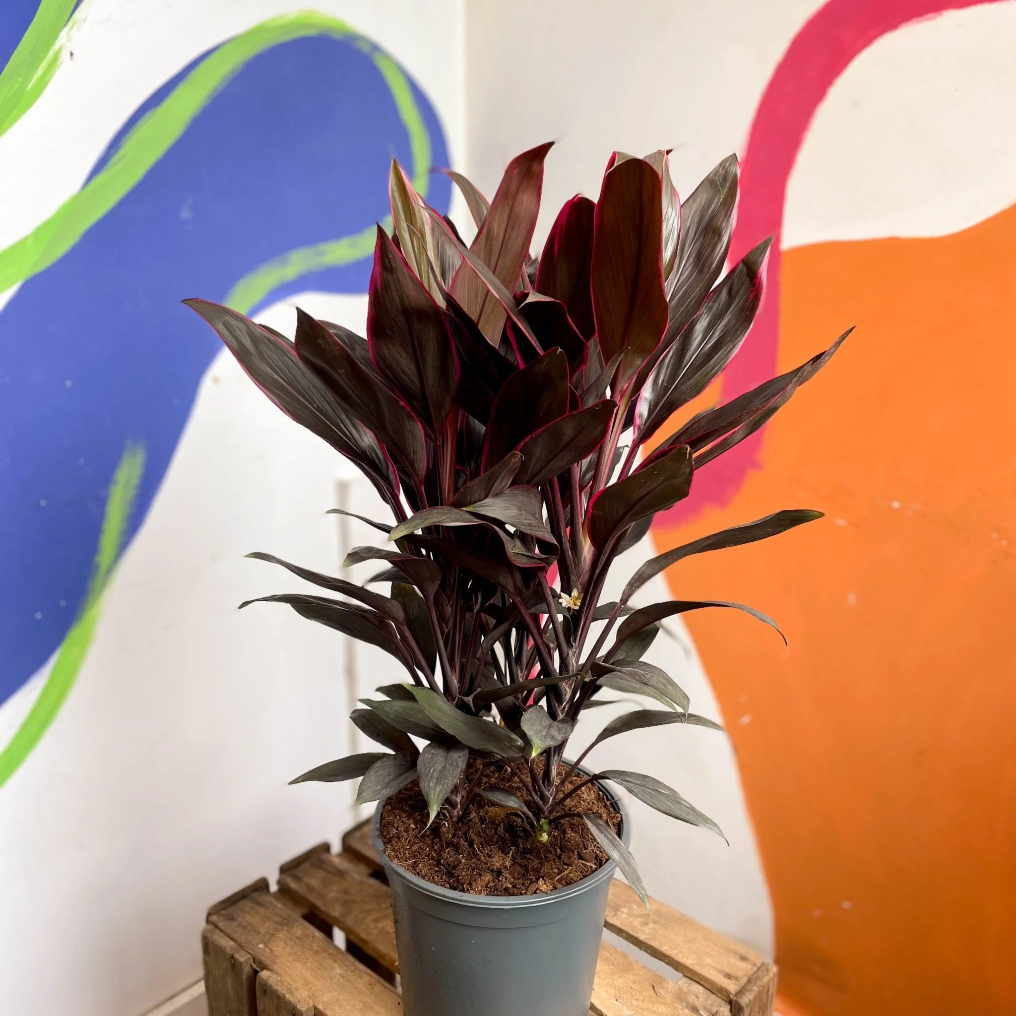 Cordyline fruticosa 'Tango' - Image 6