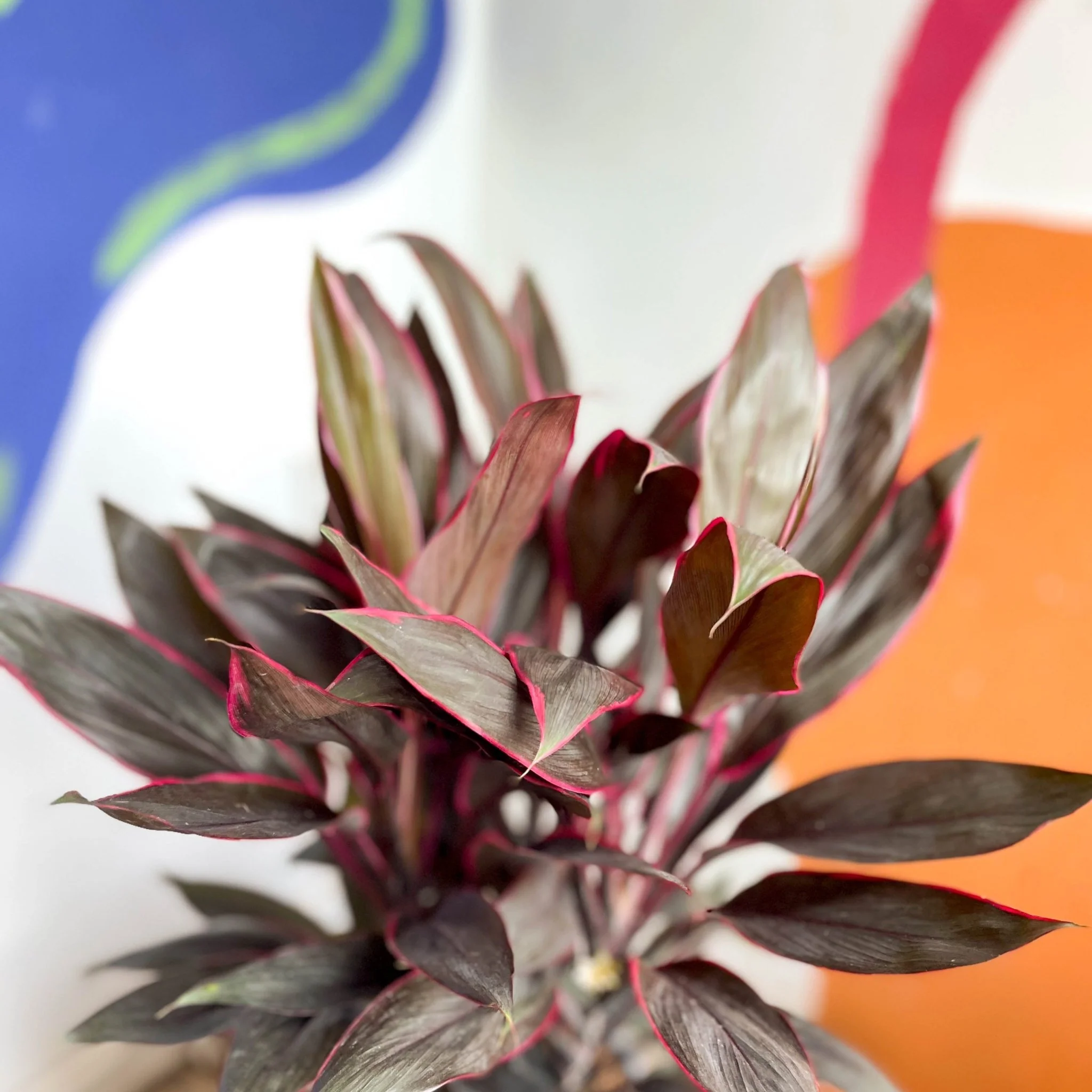 Cordyline fruticosa 'Tango' - Image 7