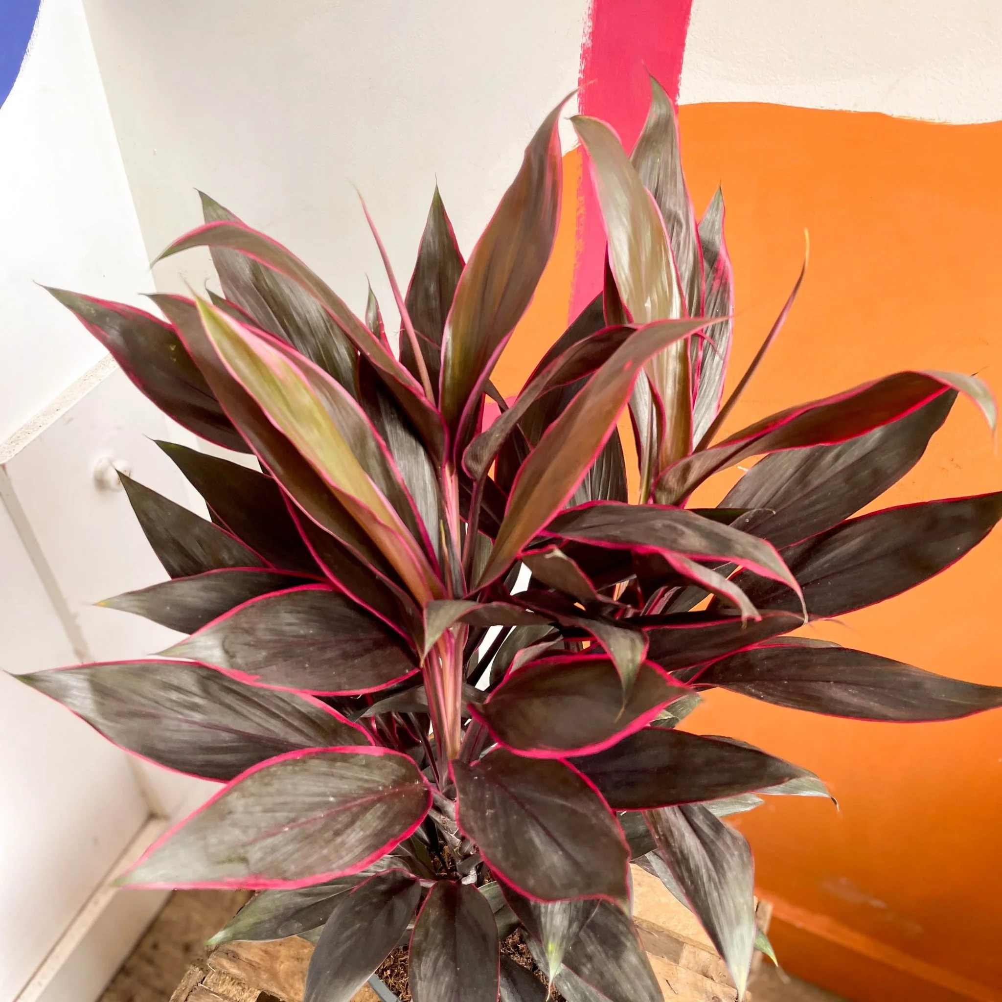 Cordyline fruticosa 'Tango' - Image 8