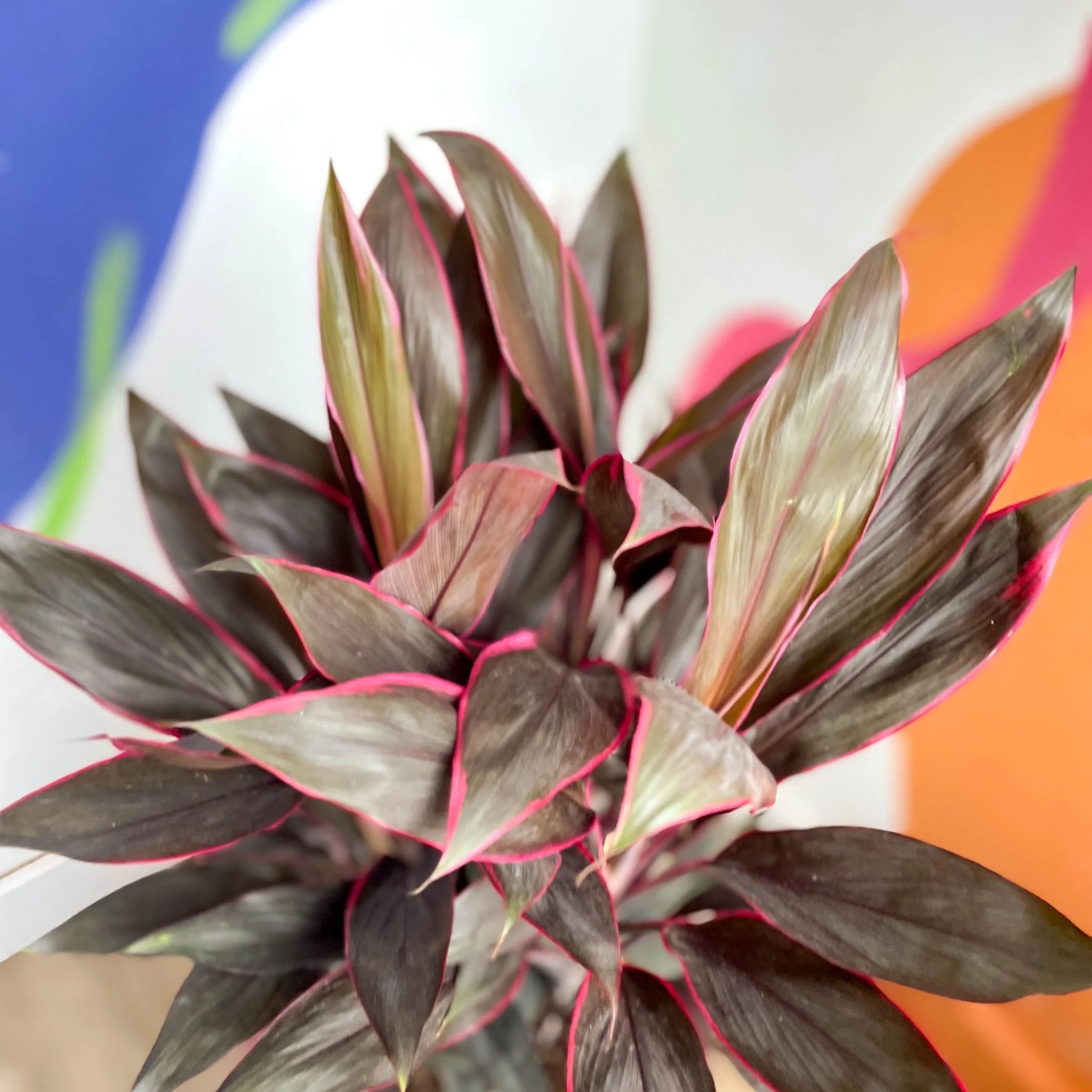 Cordyline fruticosa 'Tango' - Image 9