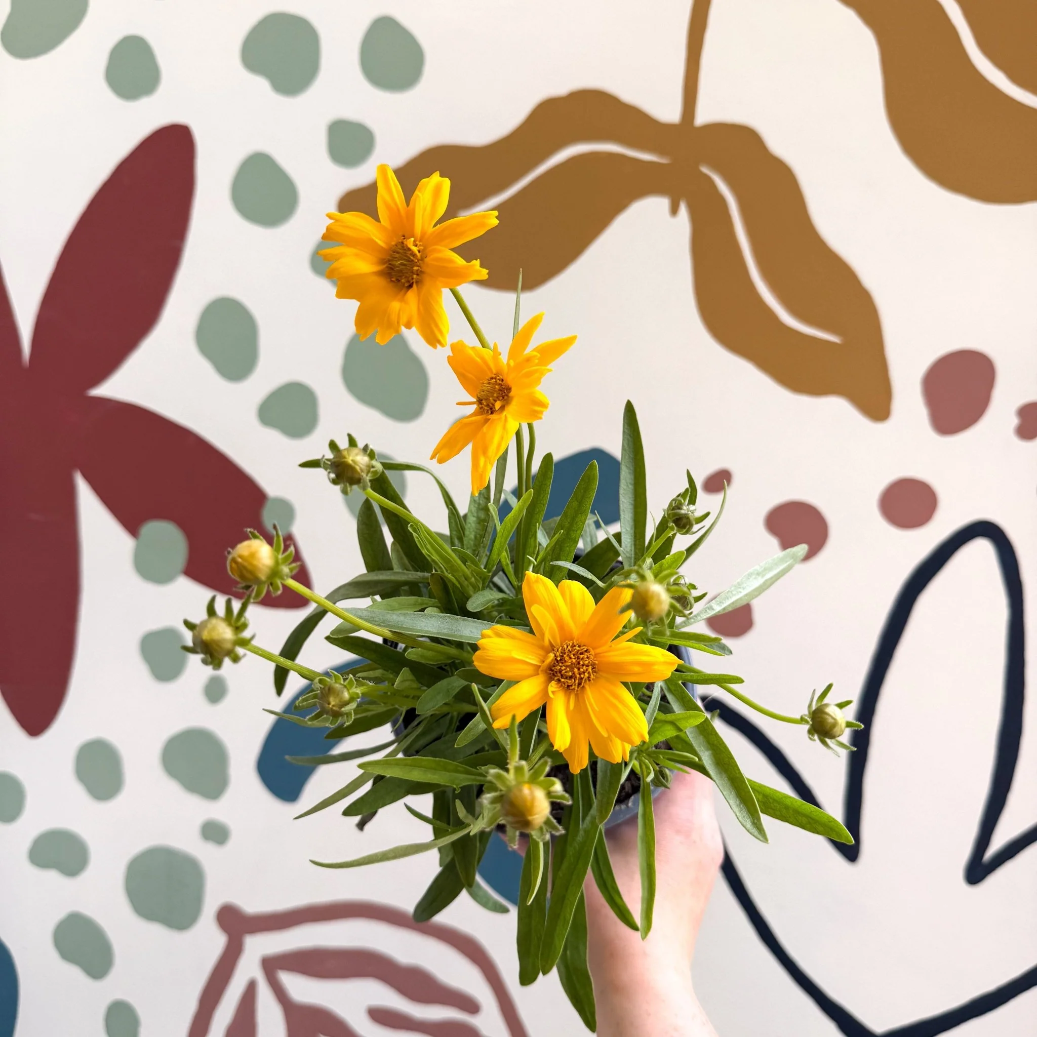 Coreopsis grandiflora 'Castello' [British Grown Herbaceous Perennial] - Image 3
