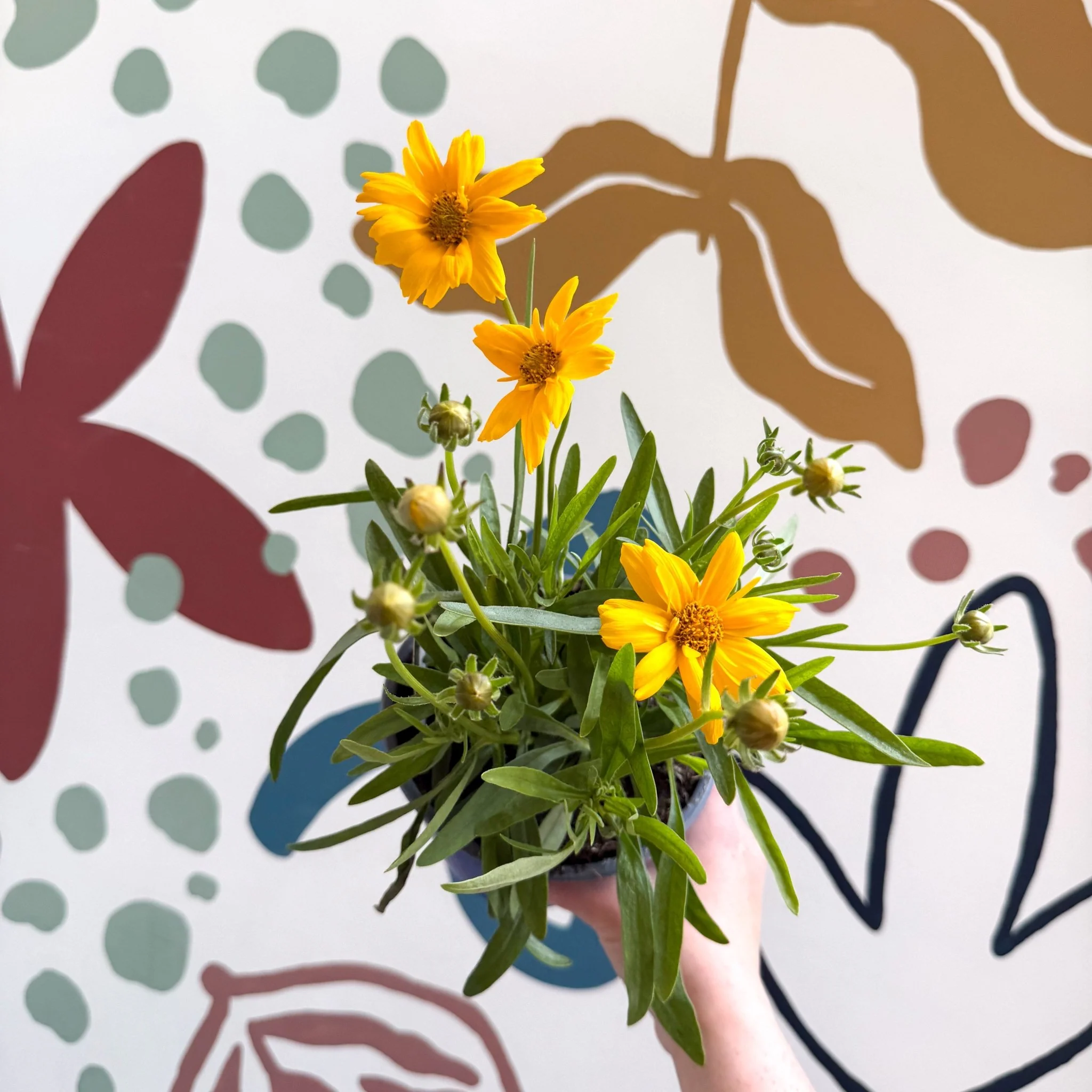 Coreopsis grandiflora 'Castello' [British Grown Herbaceous Perennial] - Image 5