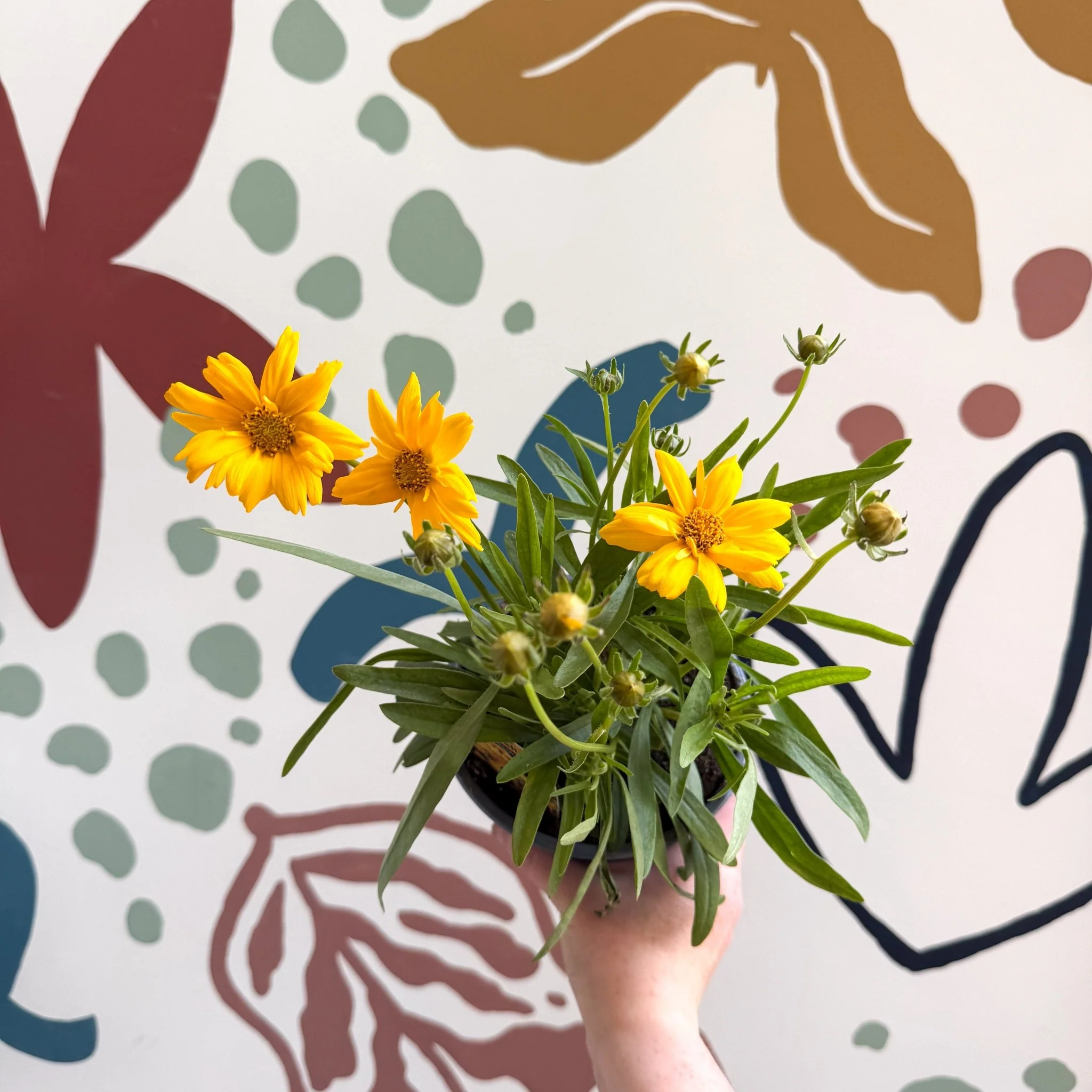Coreopsis grandiflora 'Castello' [British Grown Herbaceous Perennial] - Image 8