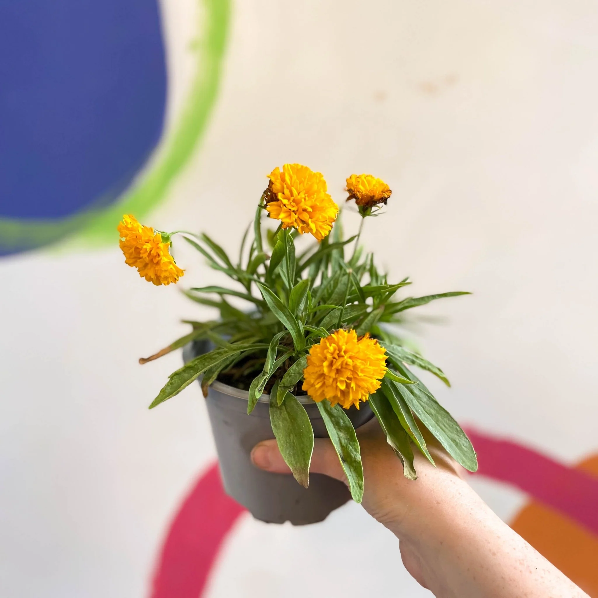 Coreopsis grandiflora 'Castello Pompon' [British Grown Herbaceous Perennial]