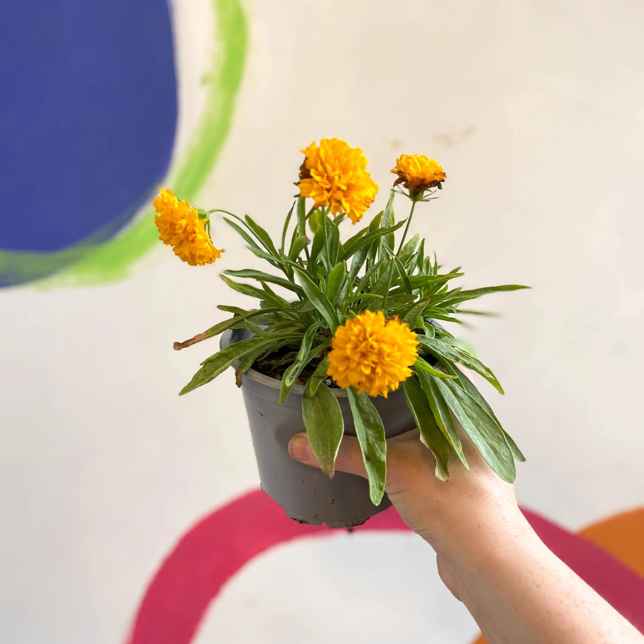 Coreopsis grandiflora 'Castello Pompon' [British Grown Herbaceous Perennial] - Image 10