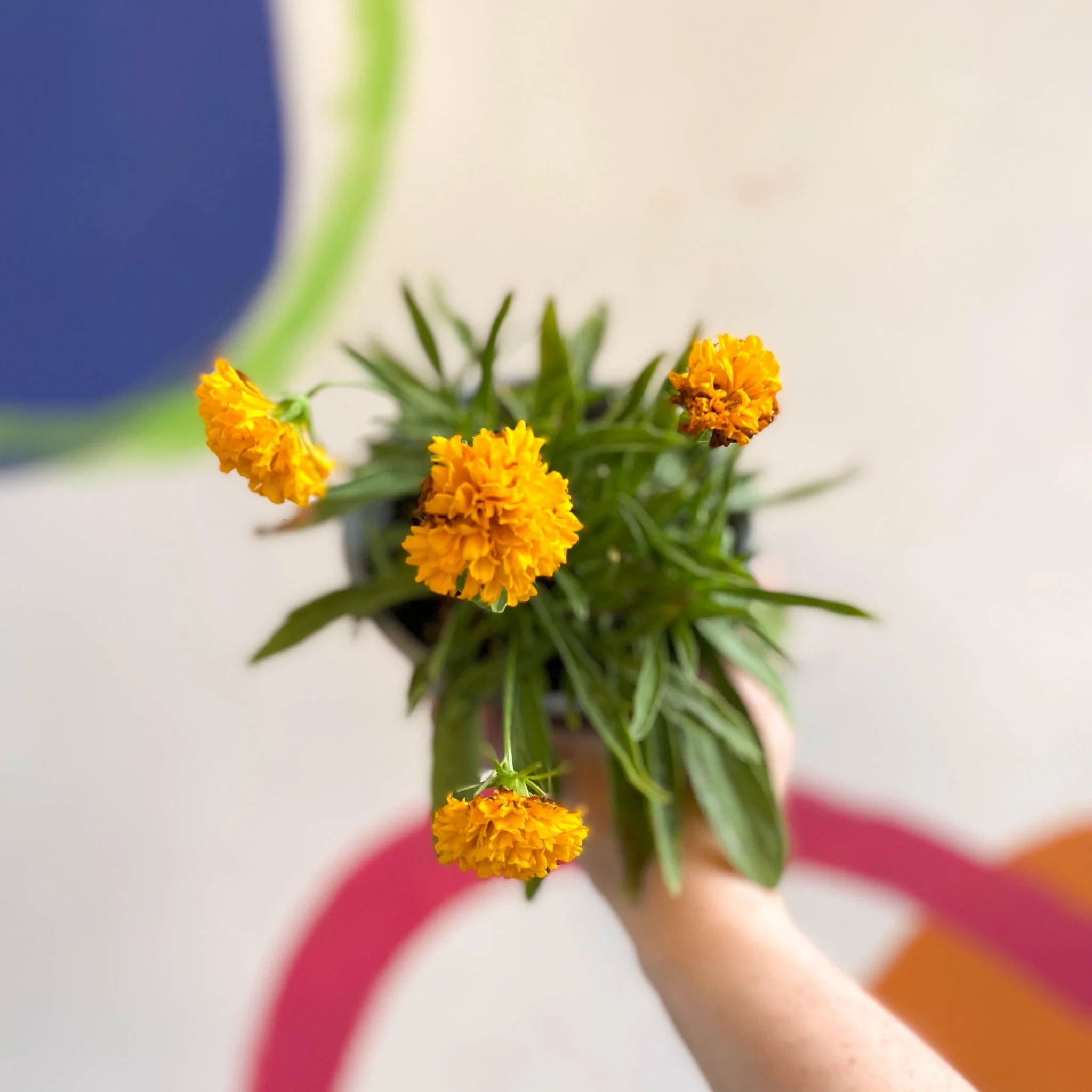 Coreopsis grandiflora 'Castello Pompon' [British Grown Herbaceous Perennial] - Image 2