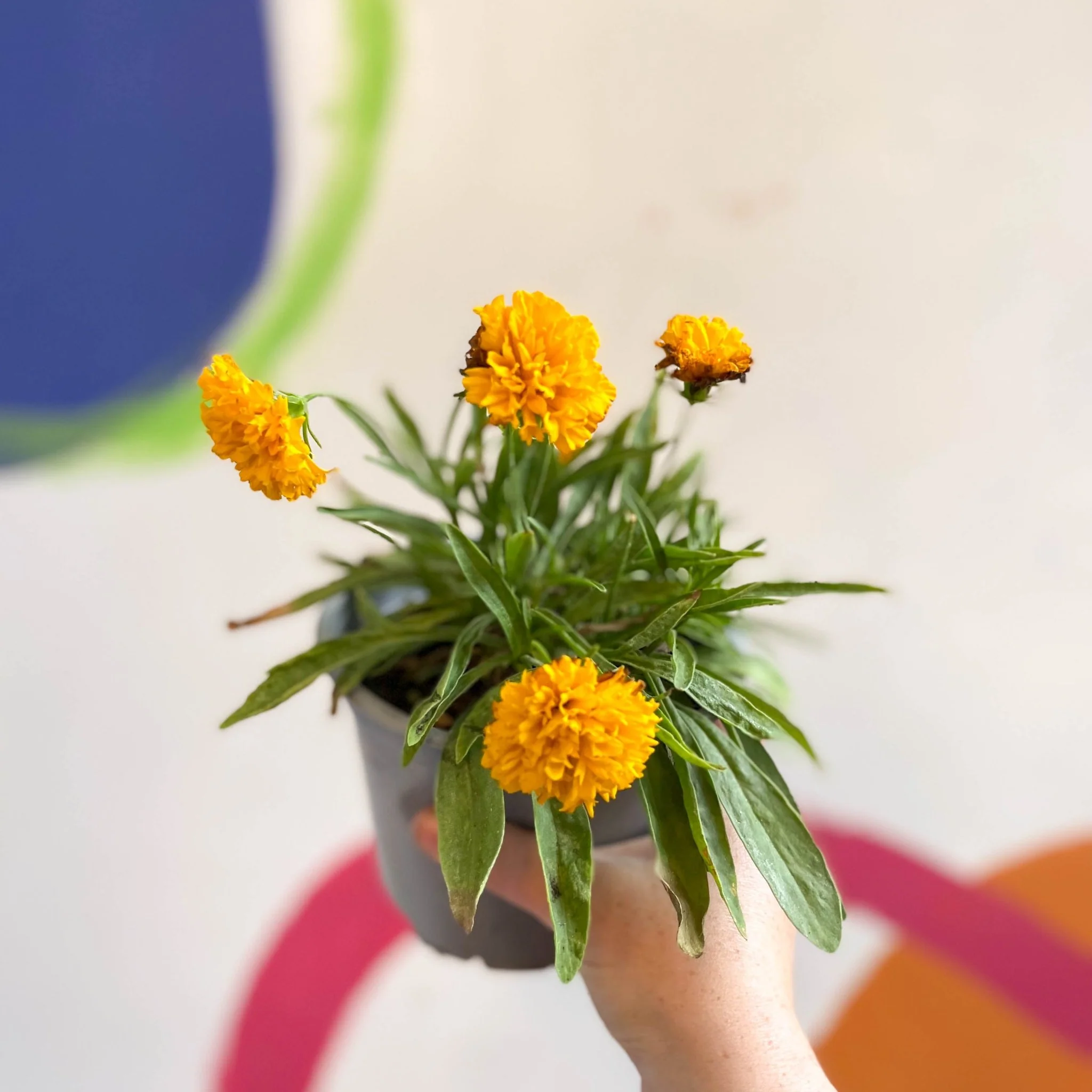 Coreopsis grandiflora 'Castello Pompon' [British Grown Herbaceous Perennial] - Image 3