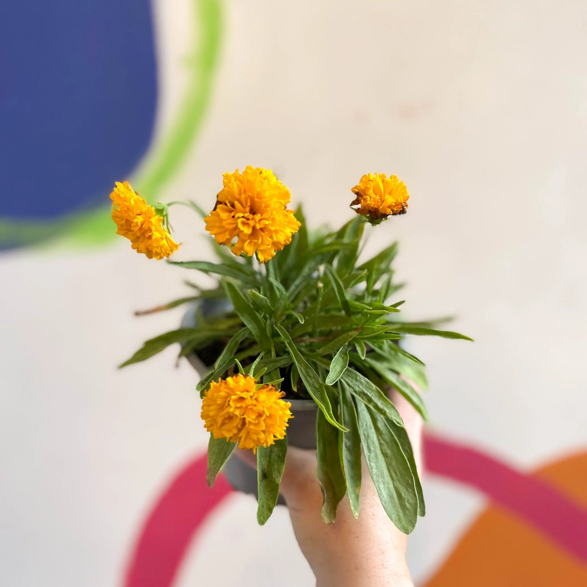 Coreopsis grandiflora 'Castello Pompon' [British Grown Herbaceous Perennial] - Image 4