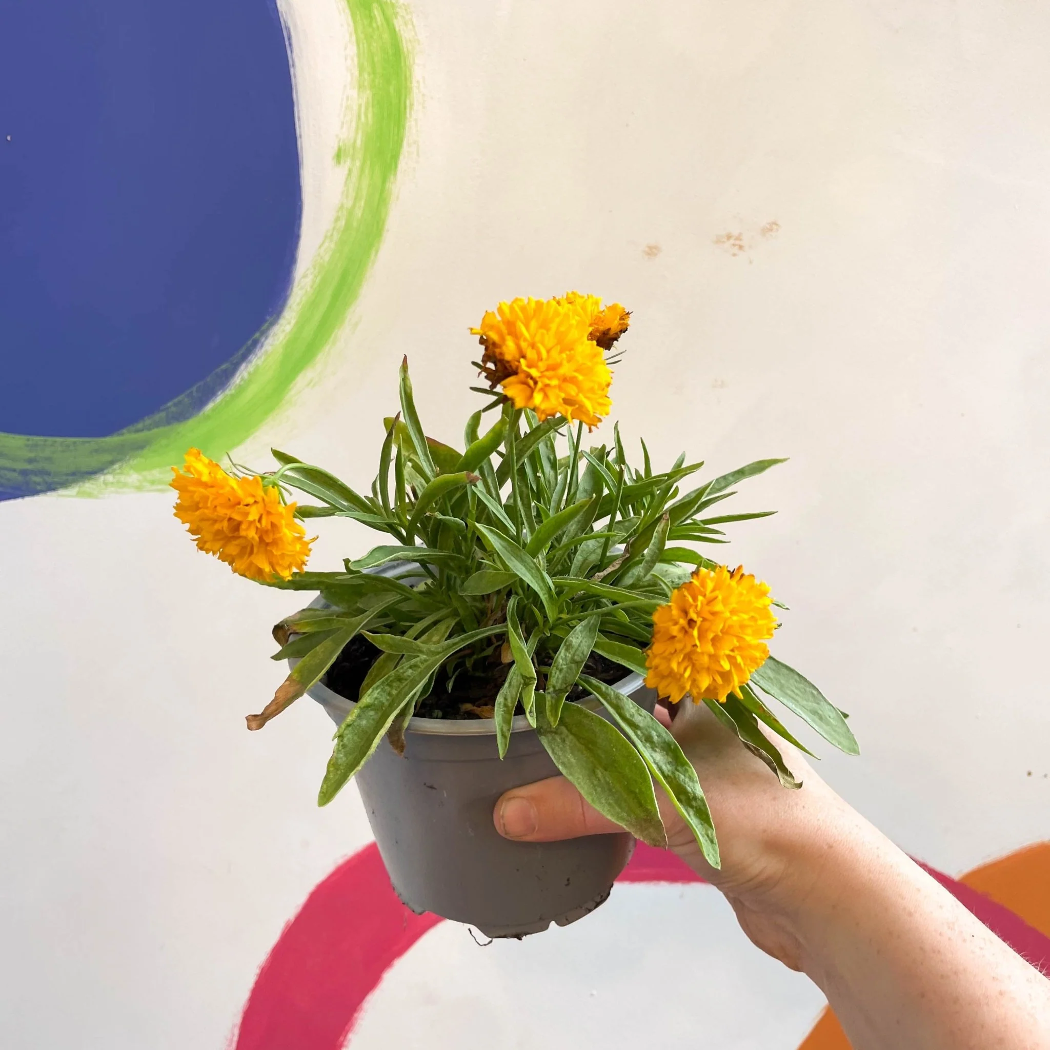 Coreopsis grandiflora 'Castello Pompon' [British Grown Herbaceous Perennial] - Image 5