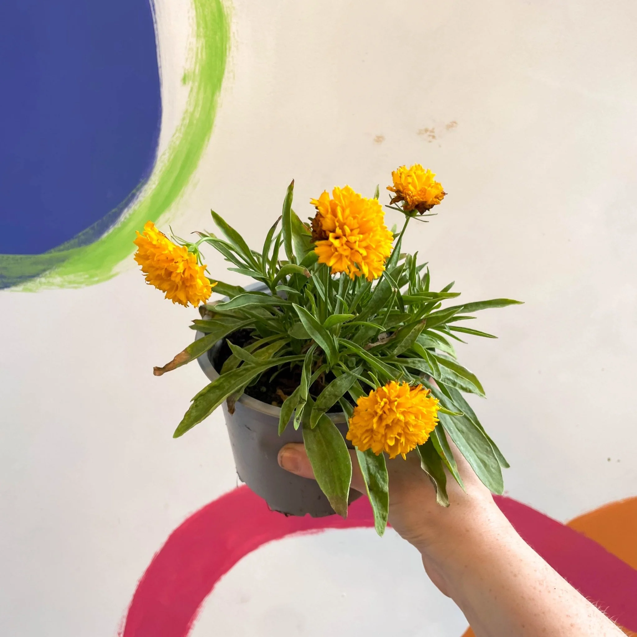 Coreopsis grandiflora 'Castello Pompon' [British Grown Herbaceous Perennial] - Image 6