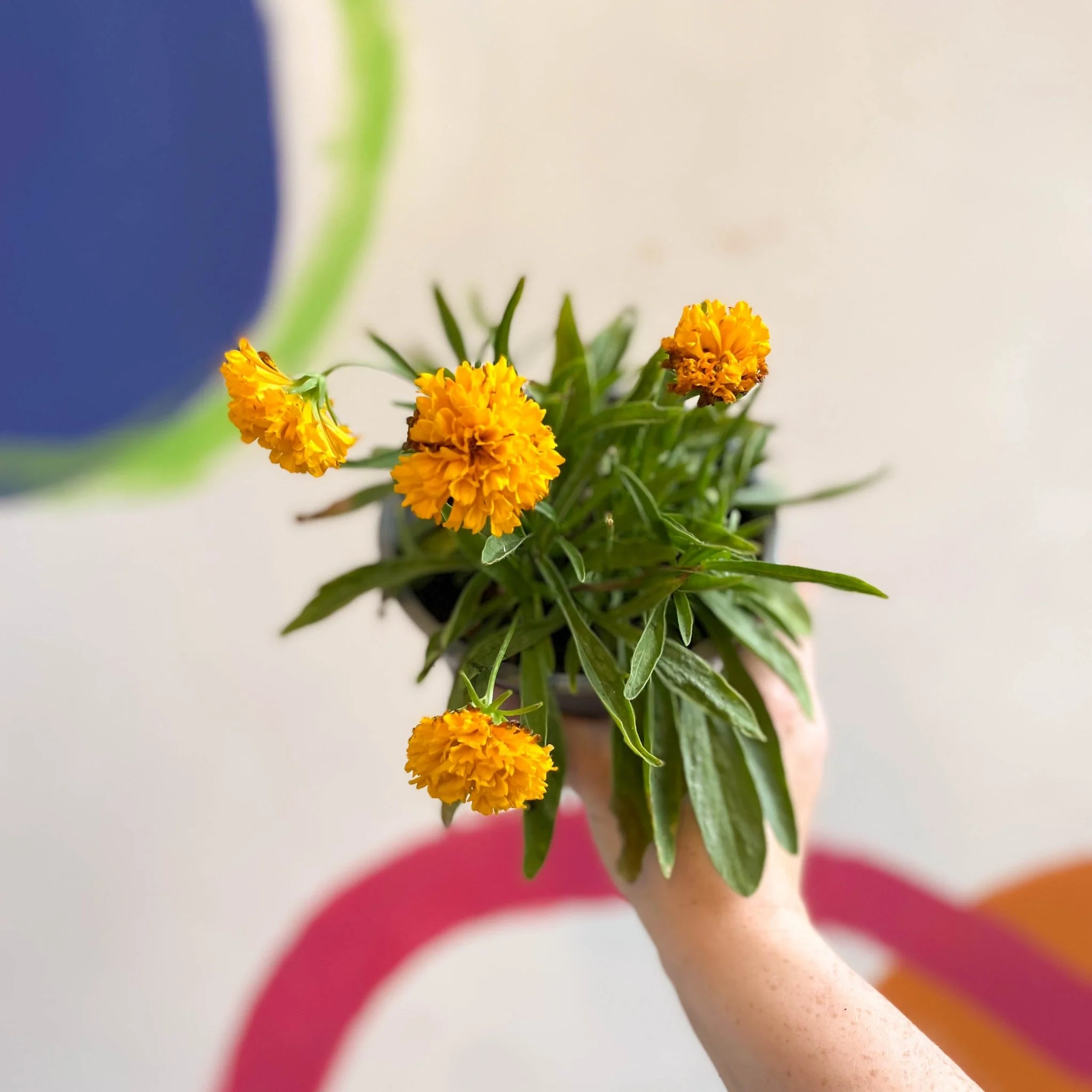 Coreopsis grandiflora 'Castello Pompon' [British Grown Herbaceous Perennial] - Image 7