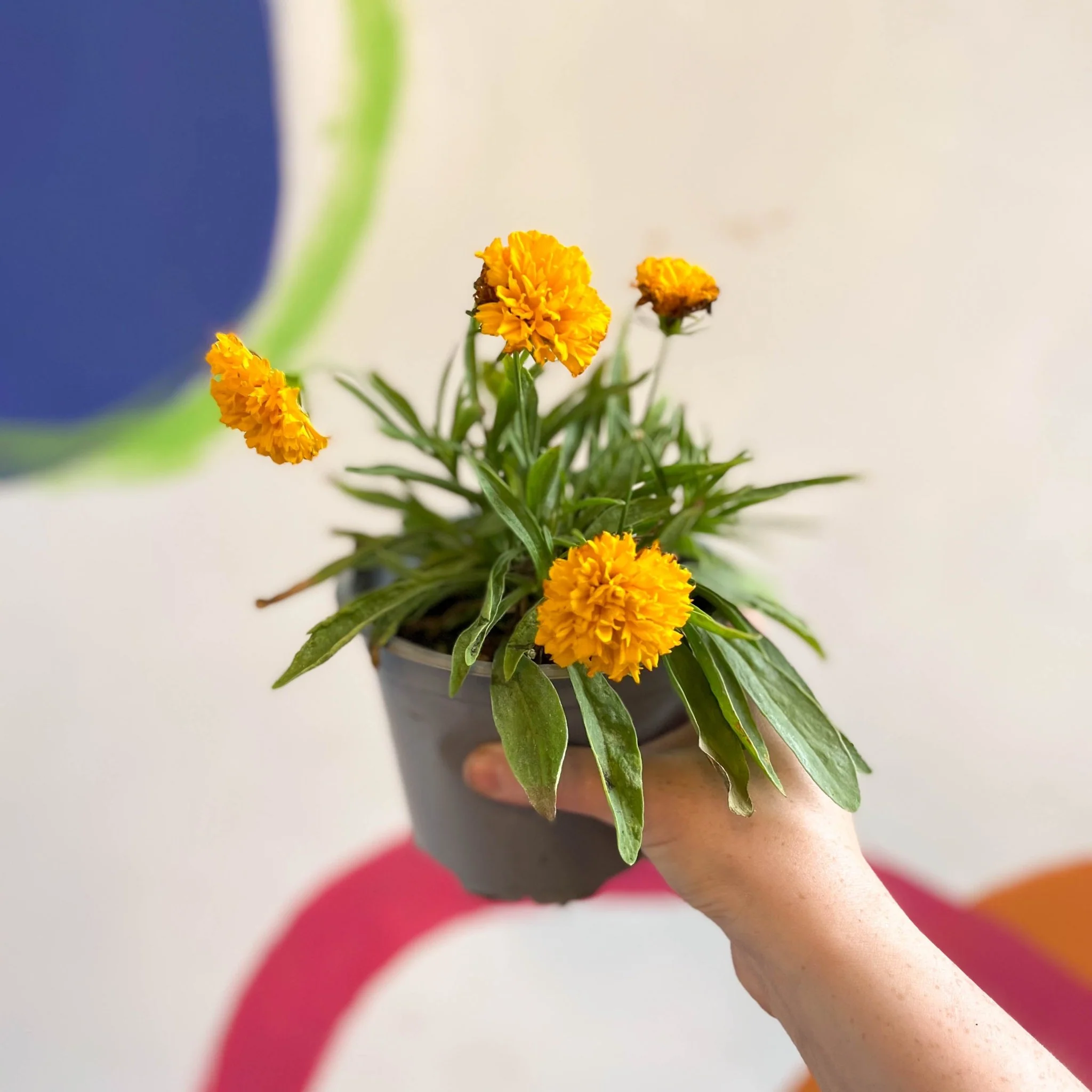 Coreopsis grandiflora 'Castello Pompon' [British Grown Herbaceous Perennial] - Image 8