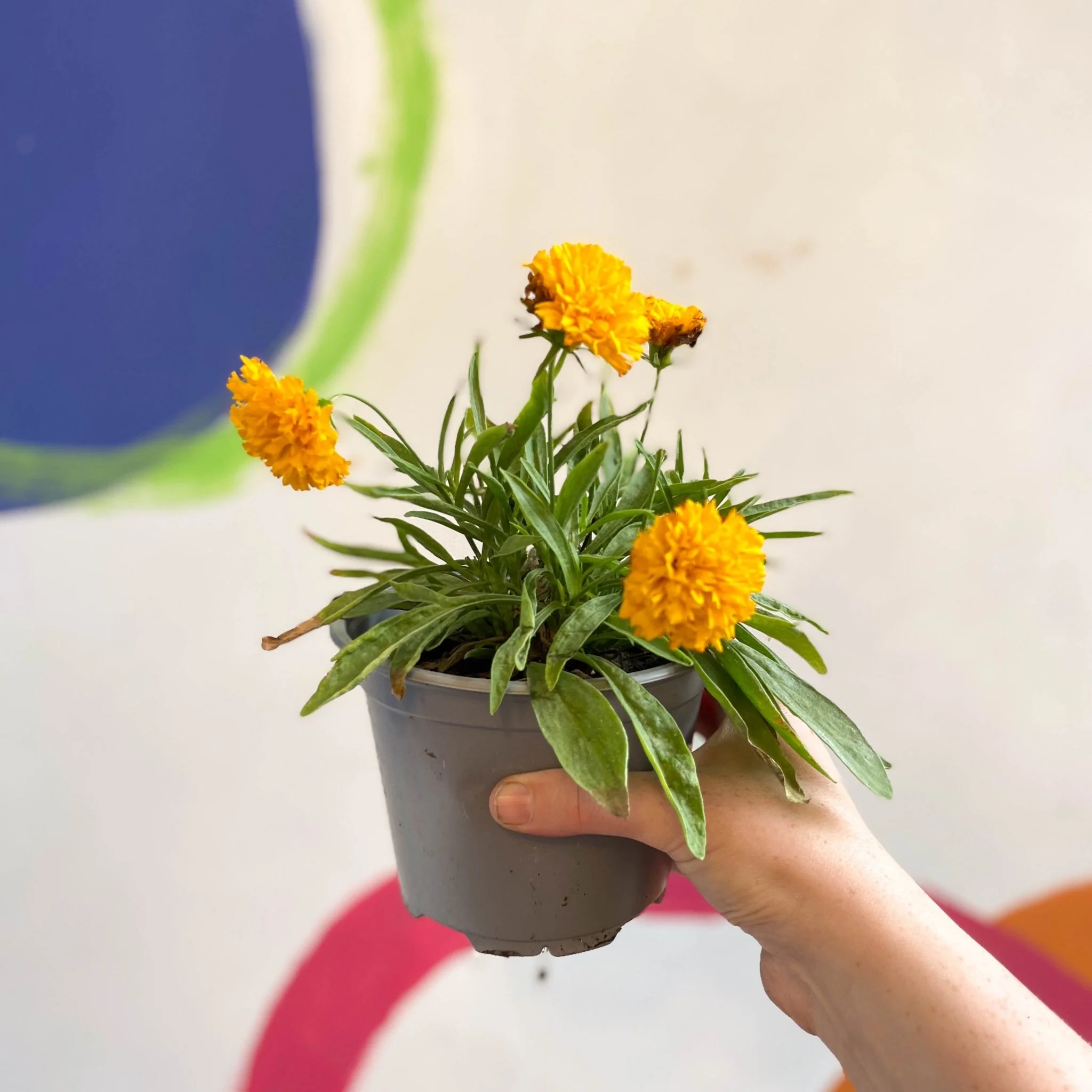 Coreopsis grandiflora 'Castello Pompon' [British Grown Herbaceous Perennial] - Image 9