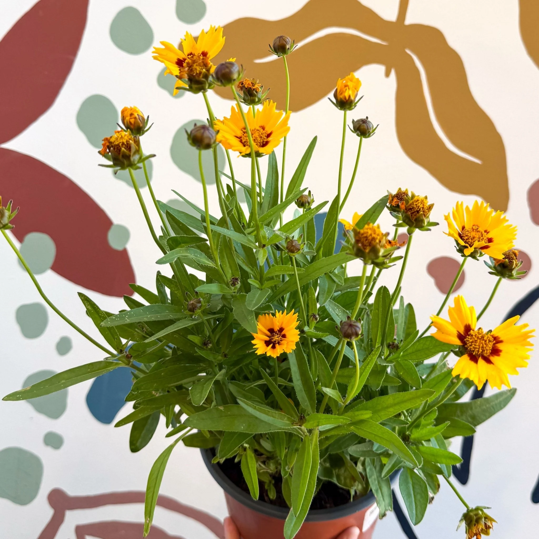 Coreopsis grandiflora 'Grand Yellow' [Herbaceous Perennial]