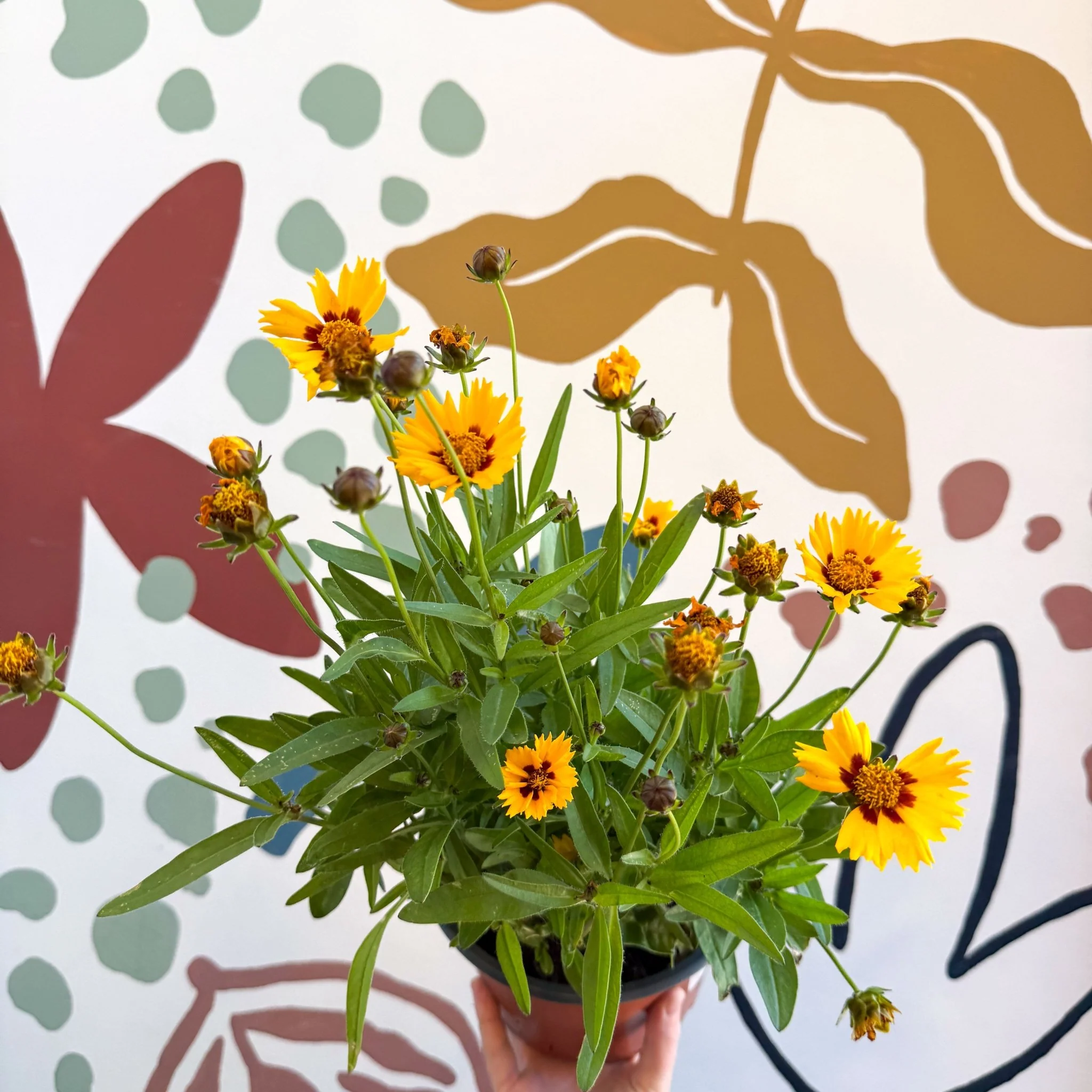 Coreopsis grandiflora 'Grand Yellow' [Herbaceous Perennial] - Image 2