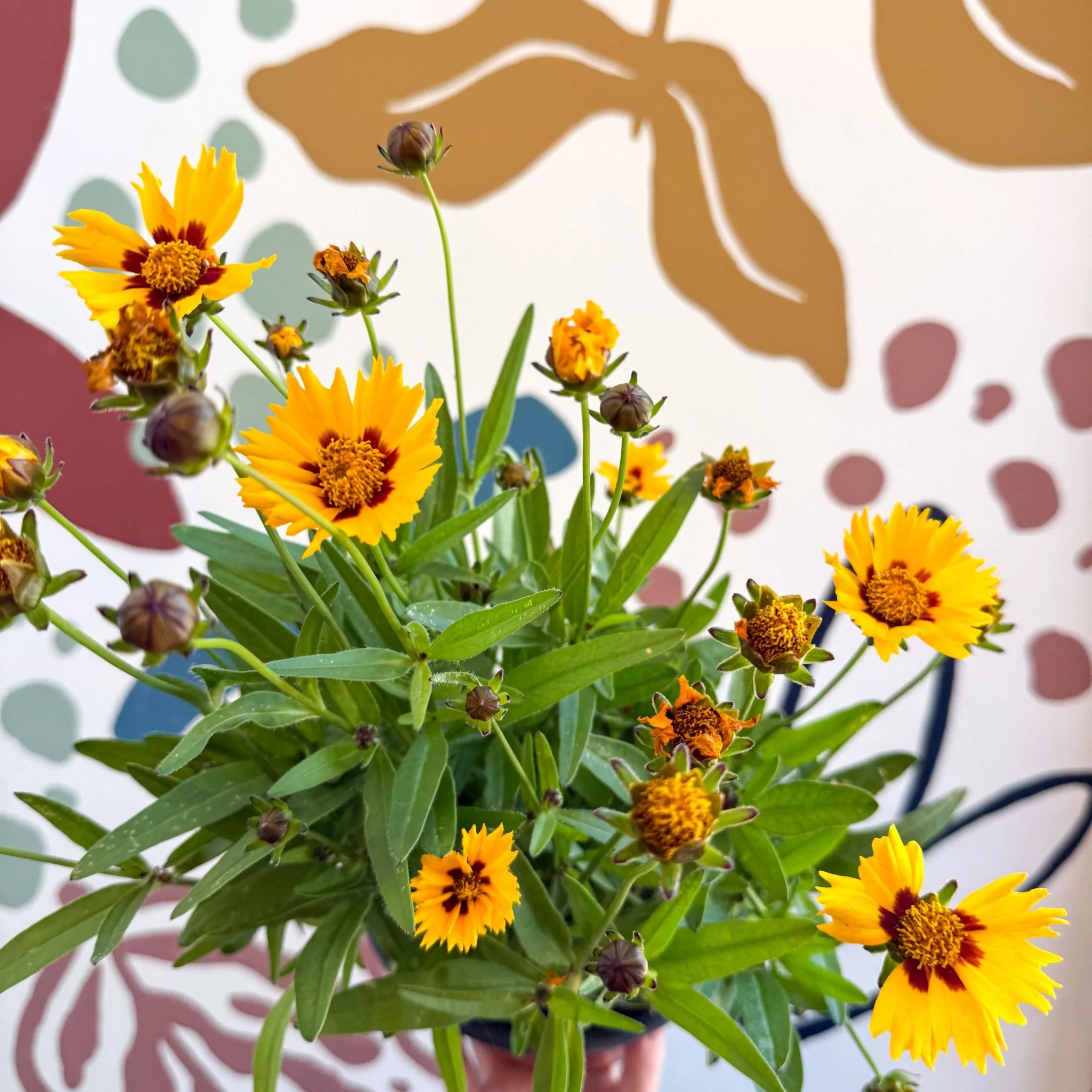 Coreopsis grandiflora 'Grand Yellow' [Herbaceous Perennial] - Image 3