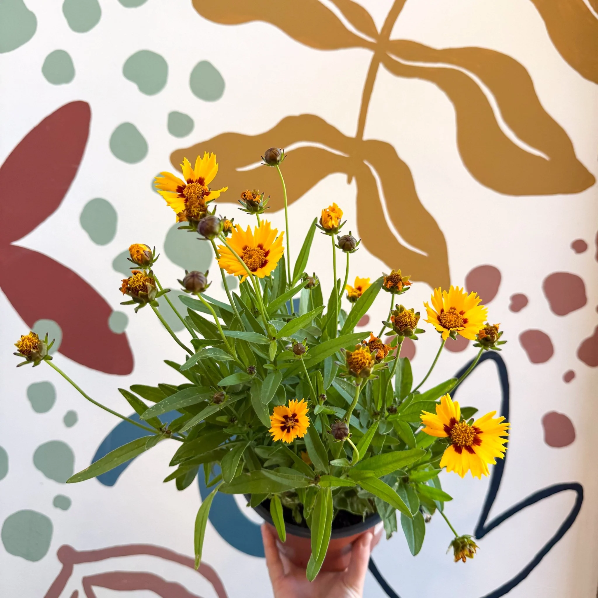 Coreopsis grandiflora 'Grand Yellow' [Herbaceous Perennial] - Image 4
